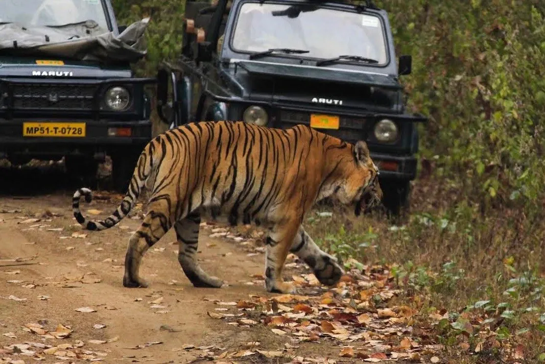 Sangam - The Tiger