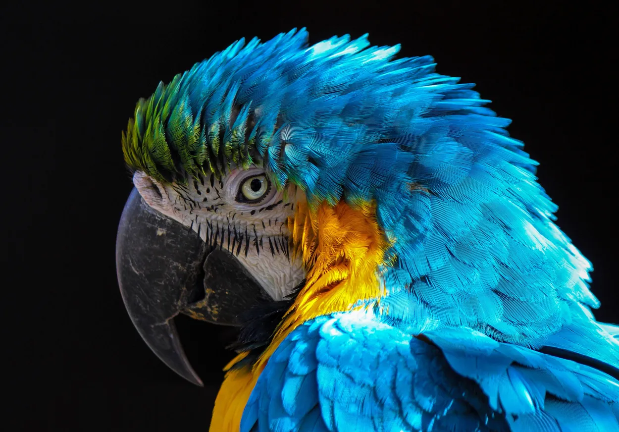 Entry 19606361