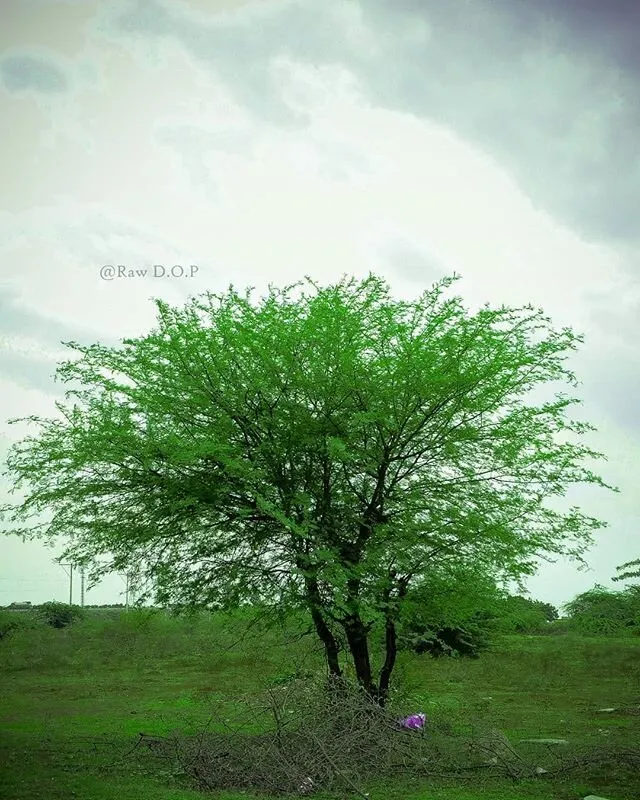 the beautiful greenery tree
