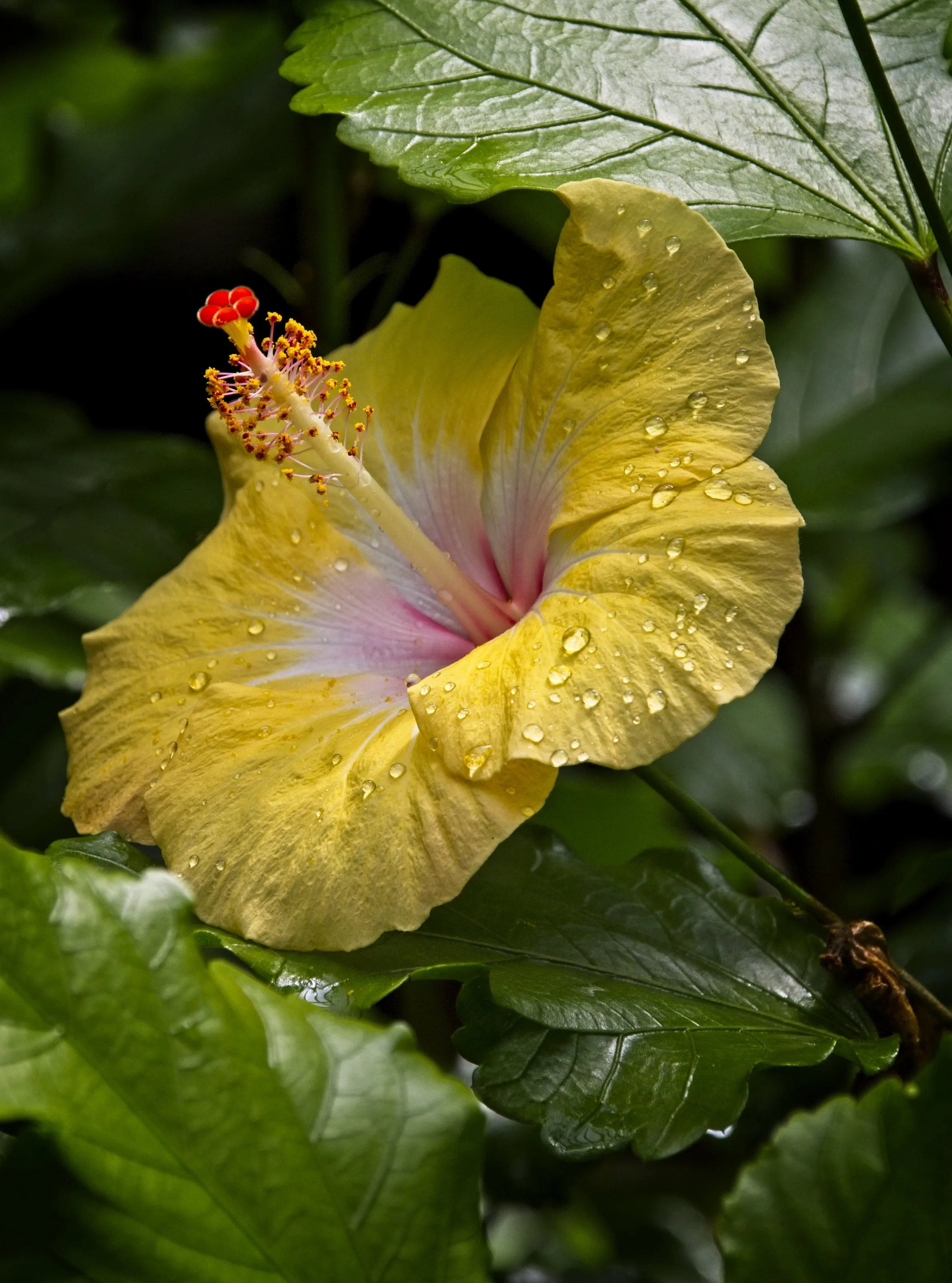 yellow bloom after the rain