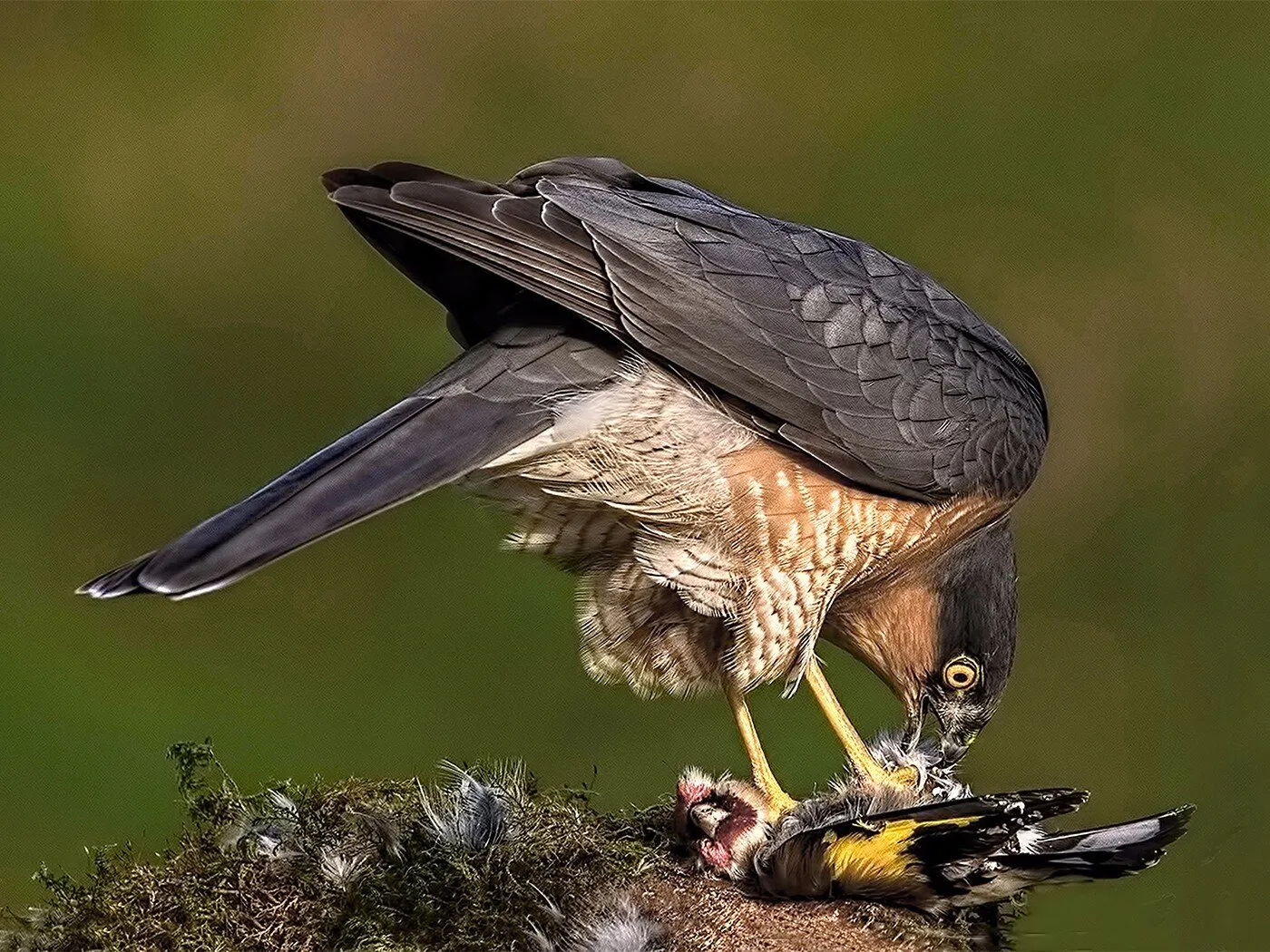 Sparrowhawk with kill