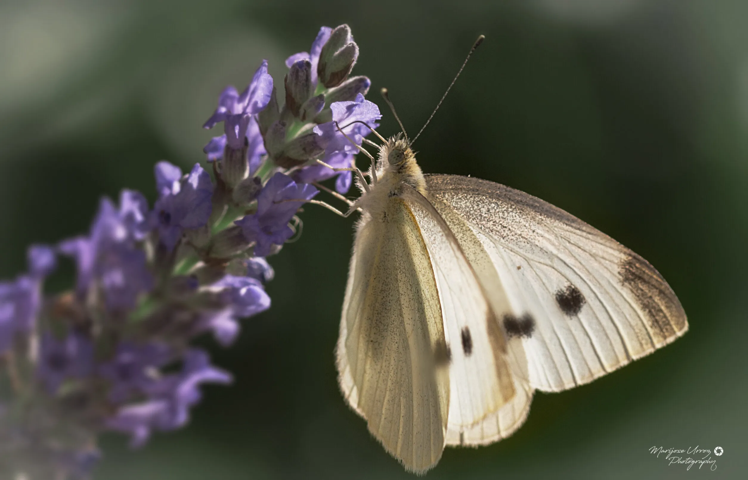 Butterfly on lavanda