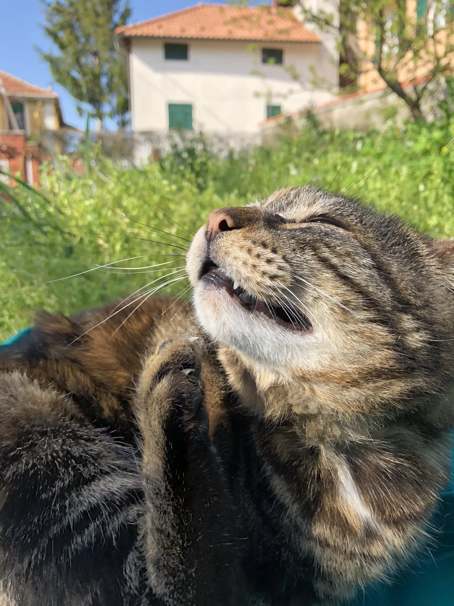 Micilla