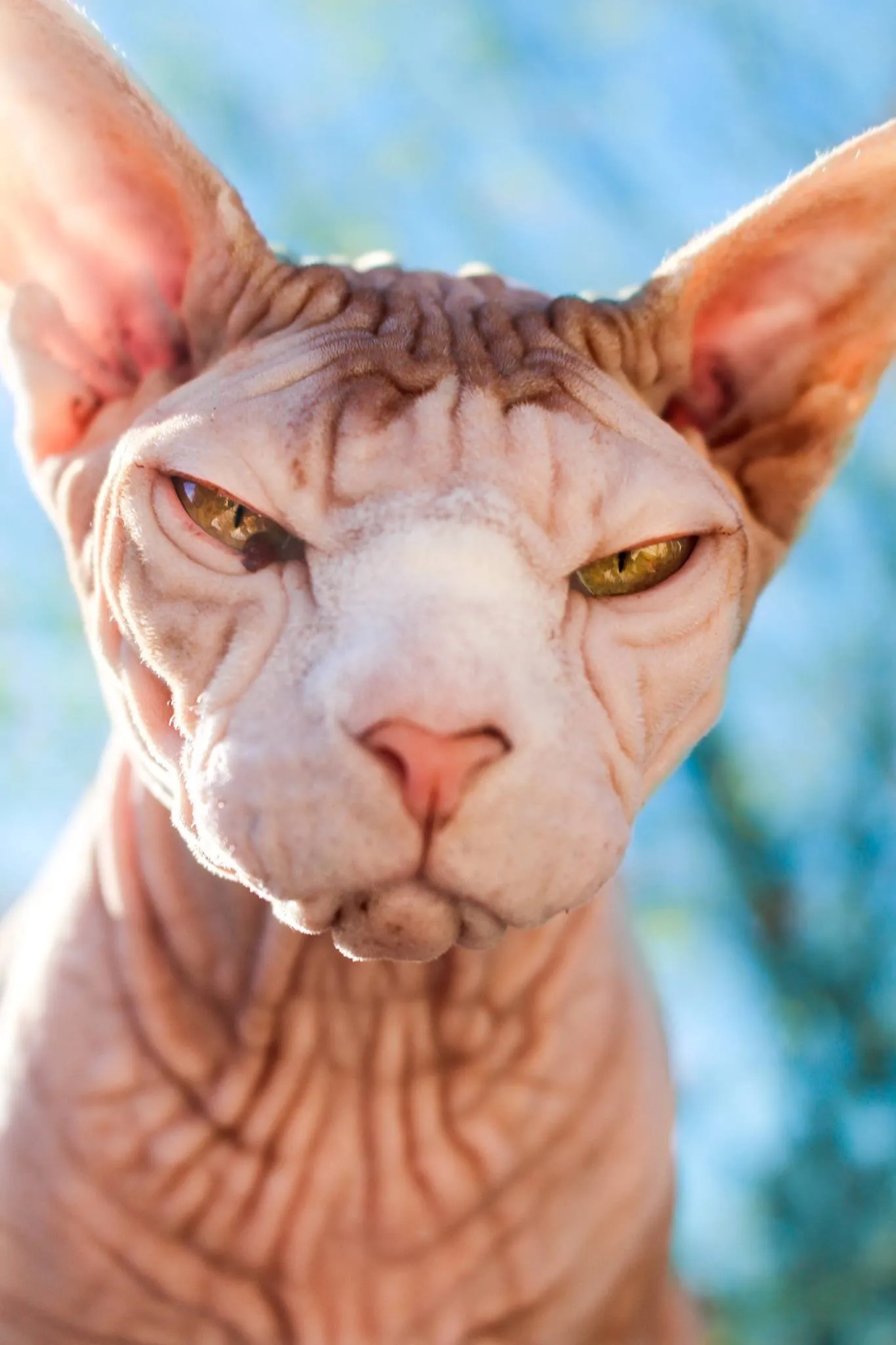 Banner image