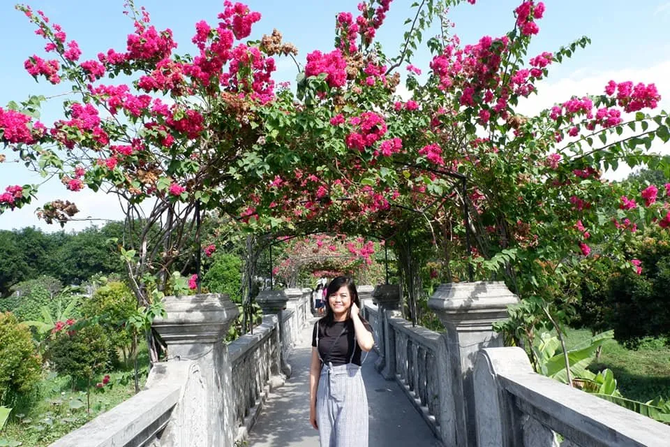 Bougainvillea