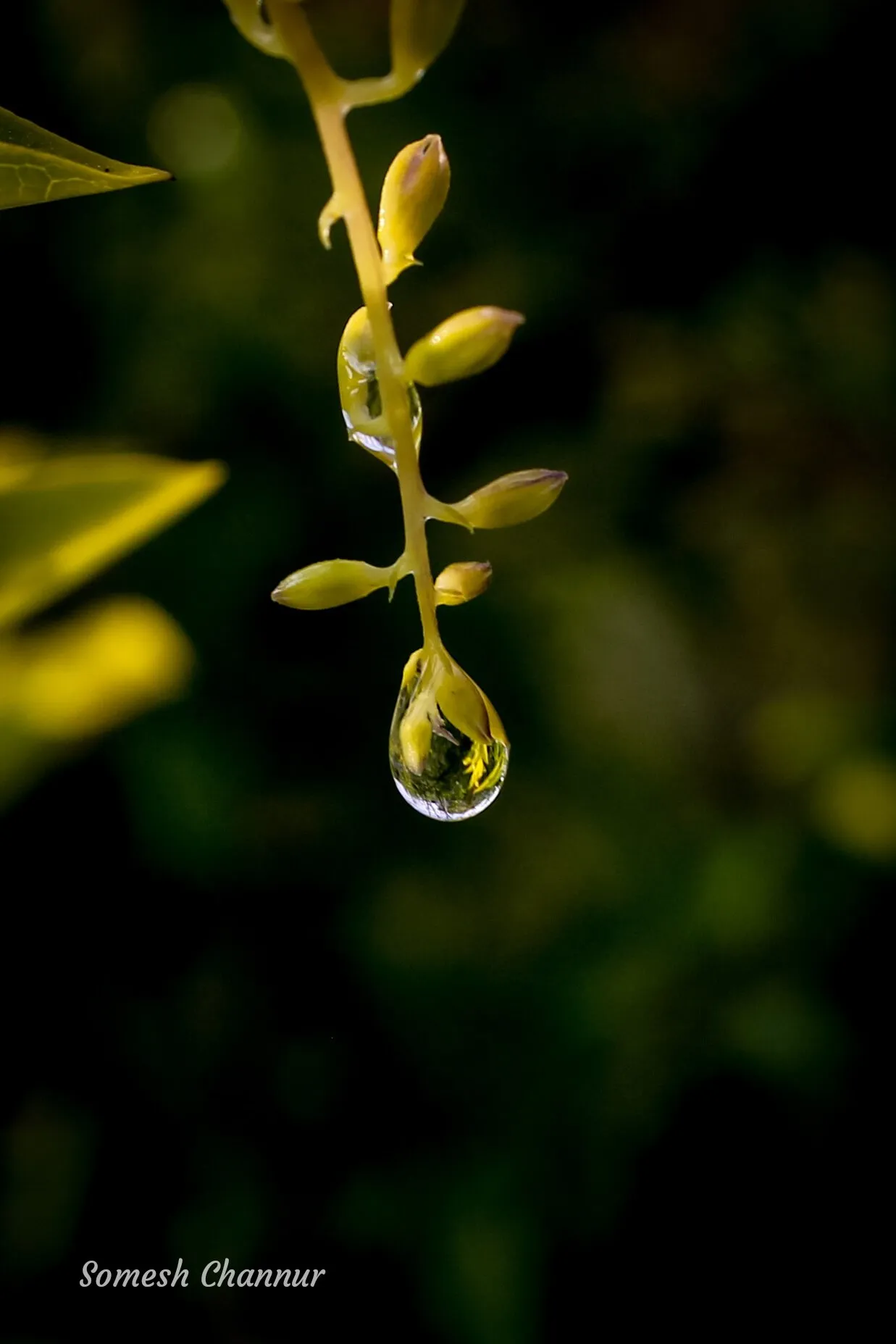 Rain Drop