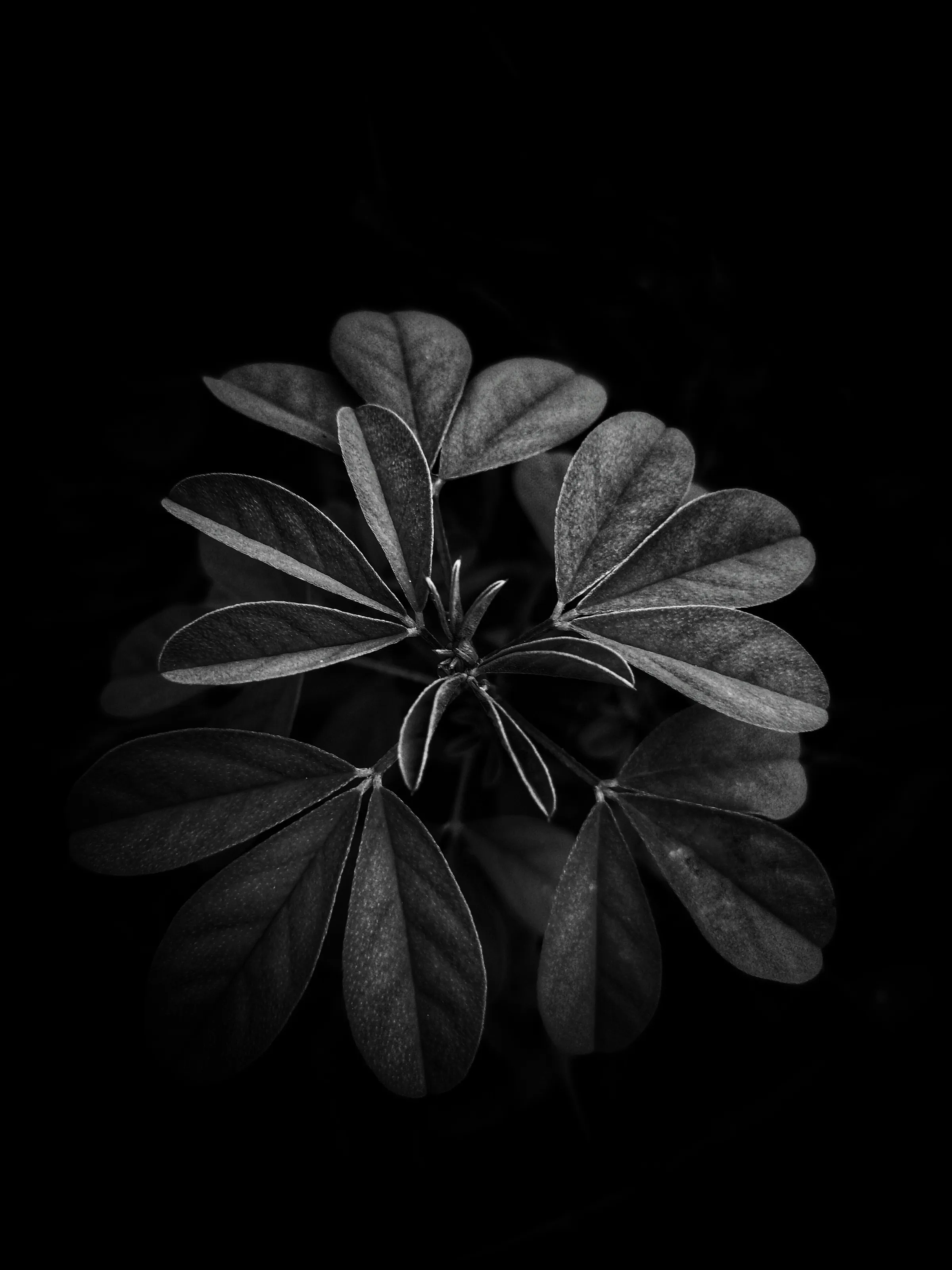 Life in black and white