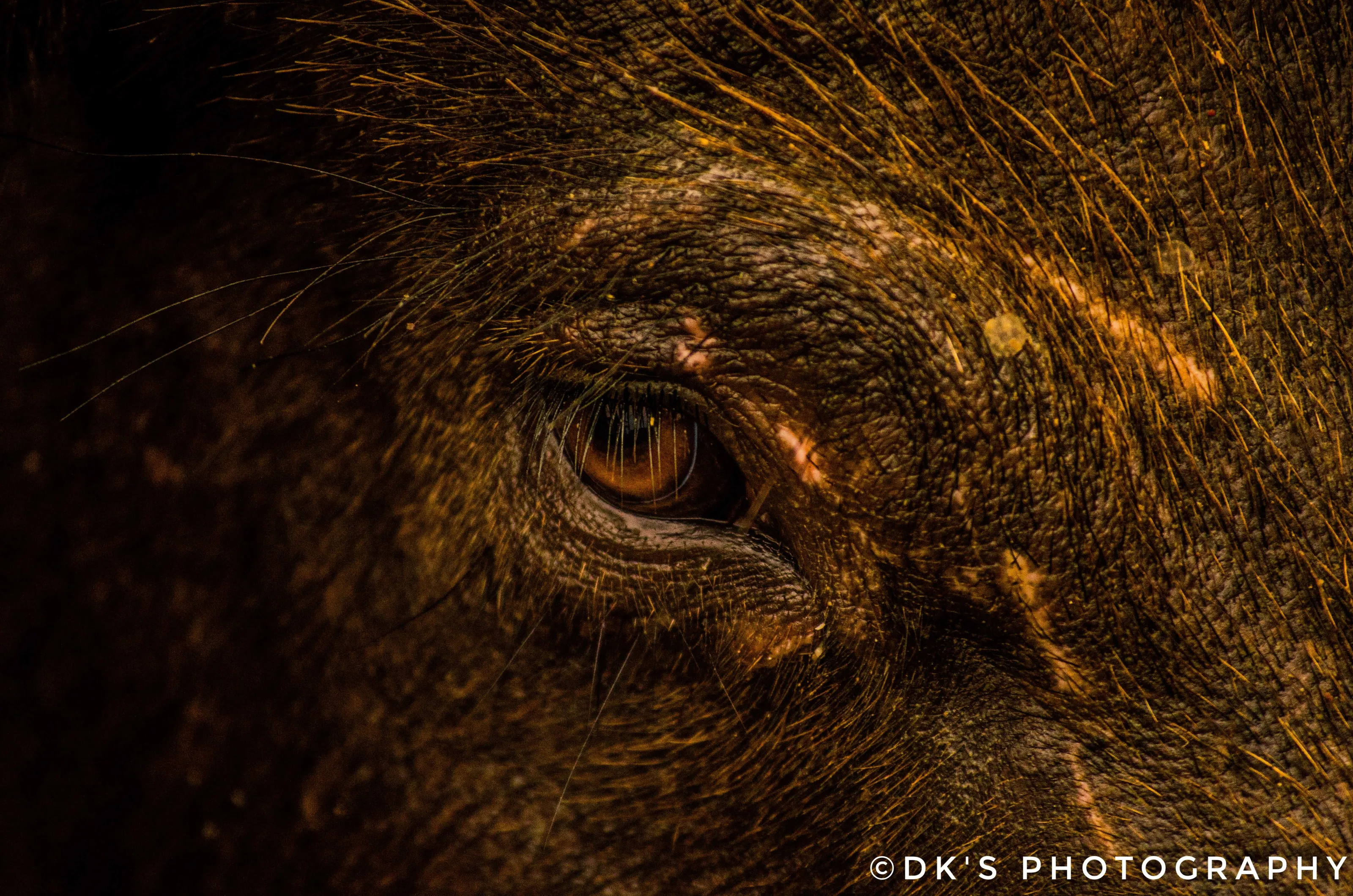 Eye To Eye