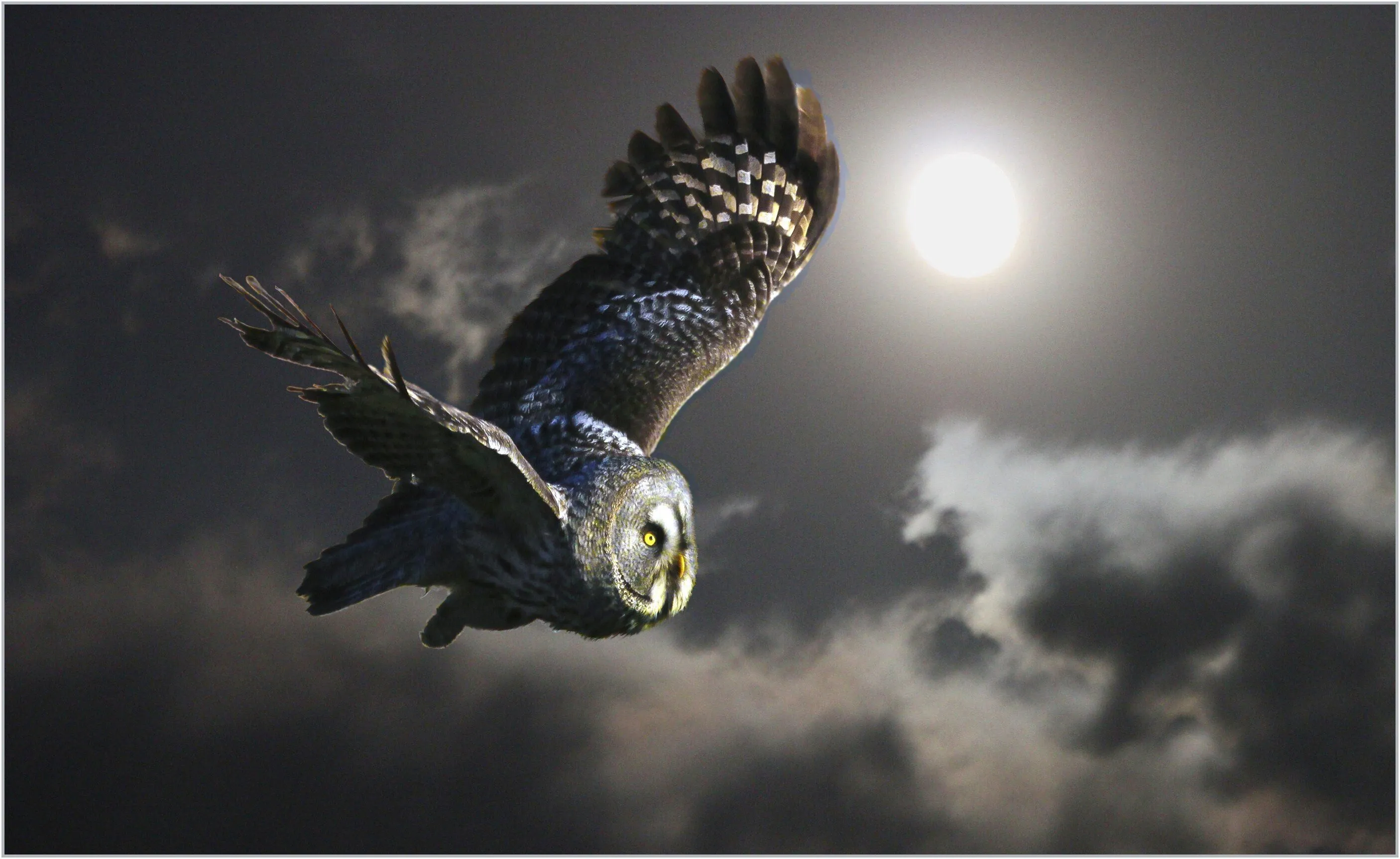Moonlight Flight