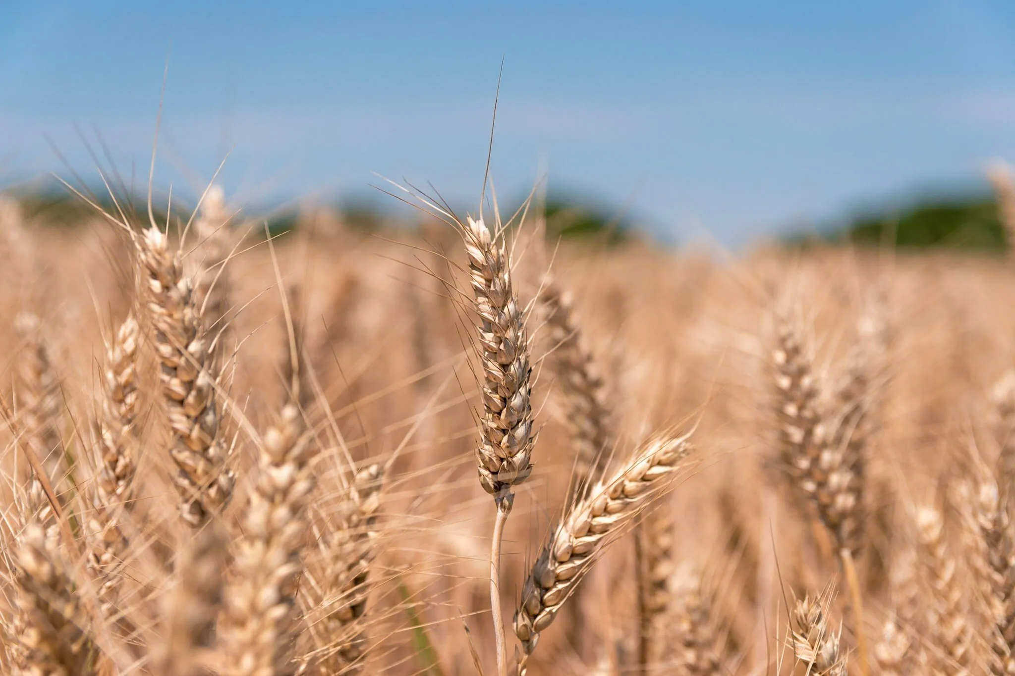 Wheat field