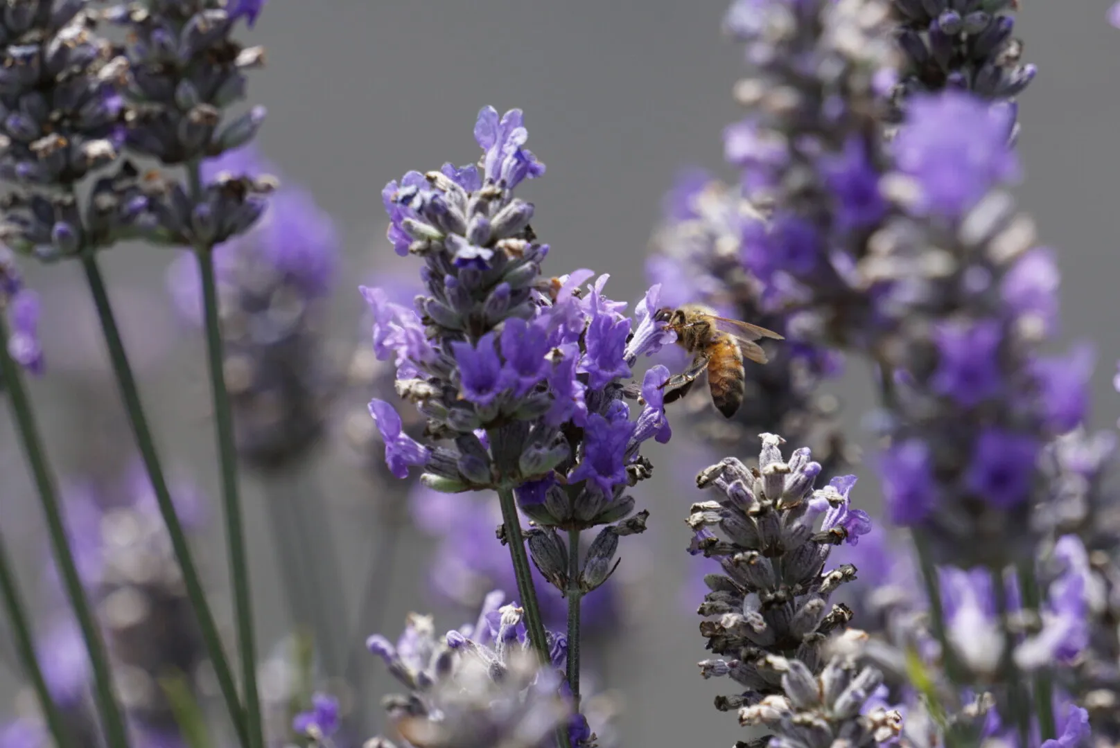 Bee on Lavender