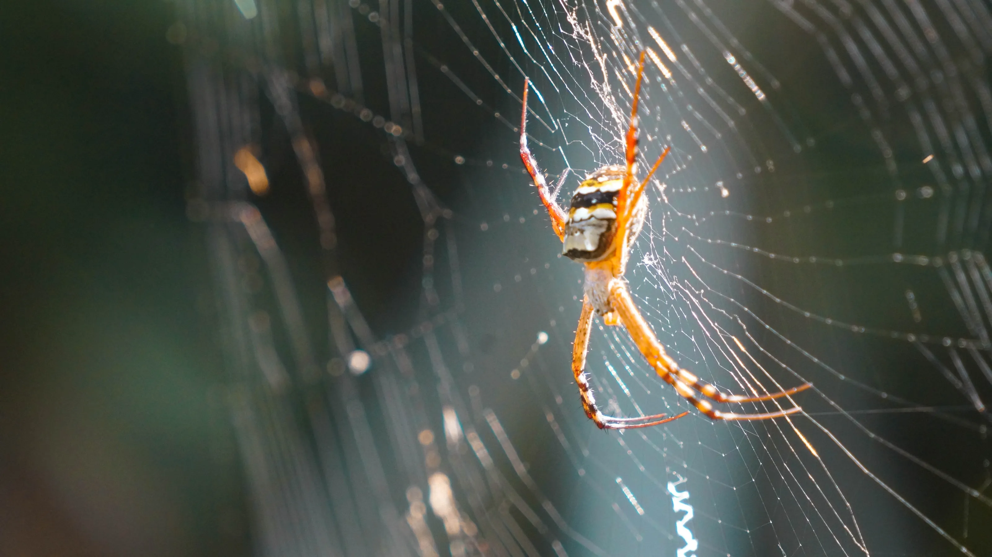 Spider