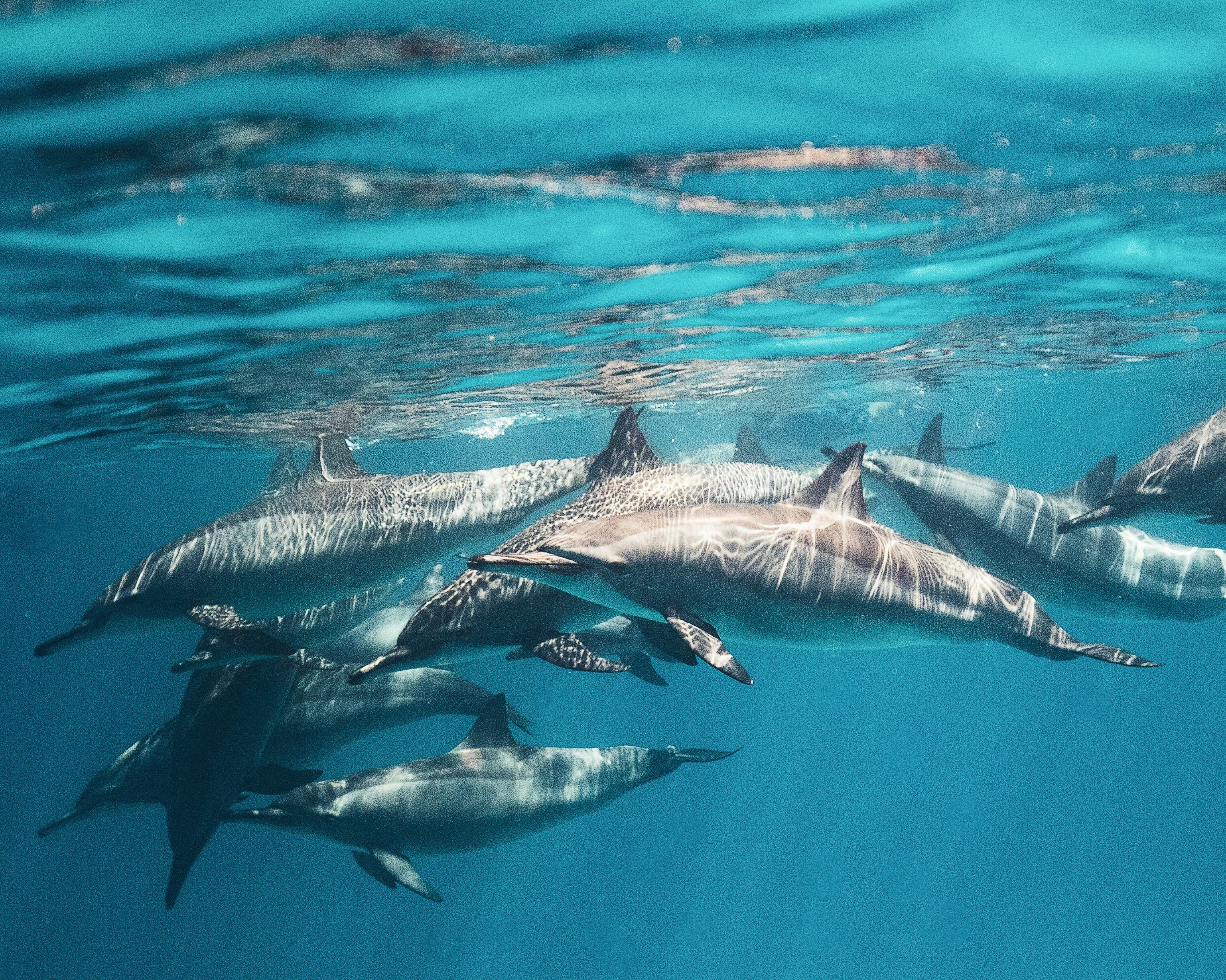 School of dolphins passing