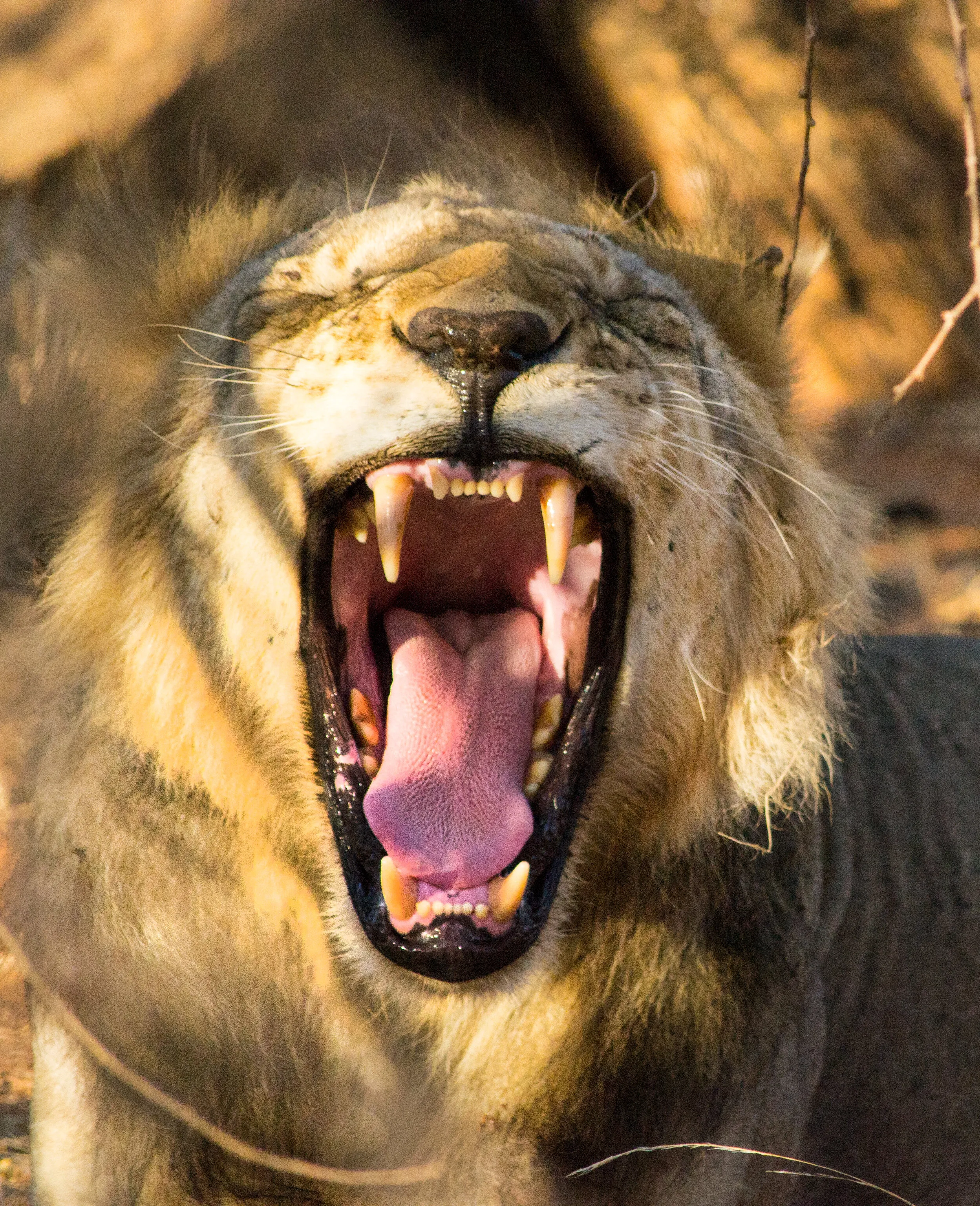 The Yawn