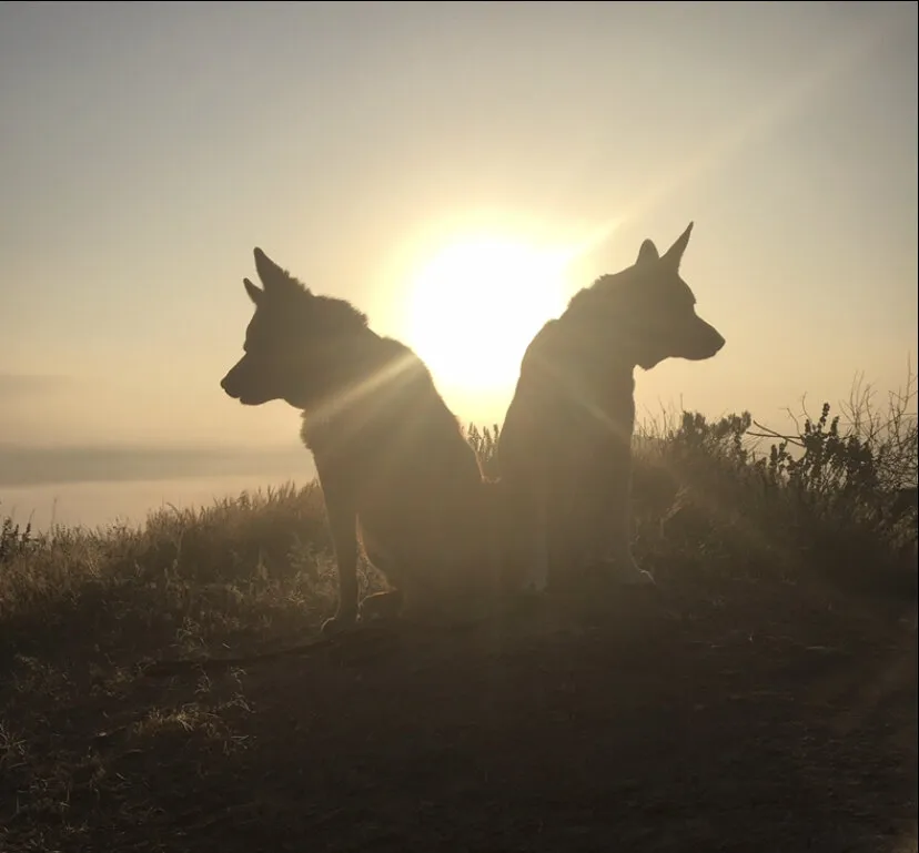 Banner image