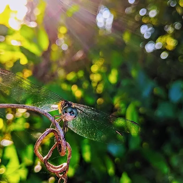 These wings are meant to fly
