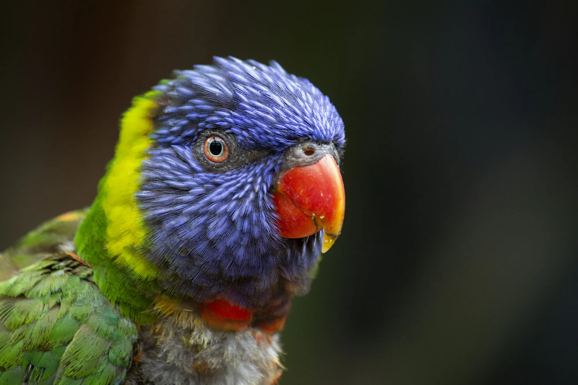 Colour within nature - Birds!