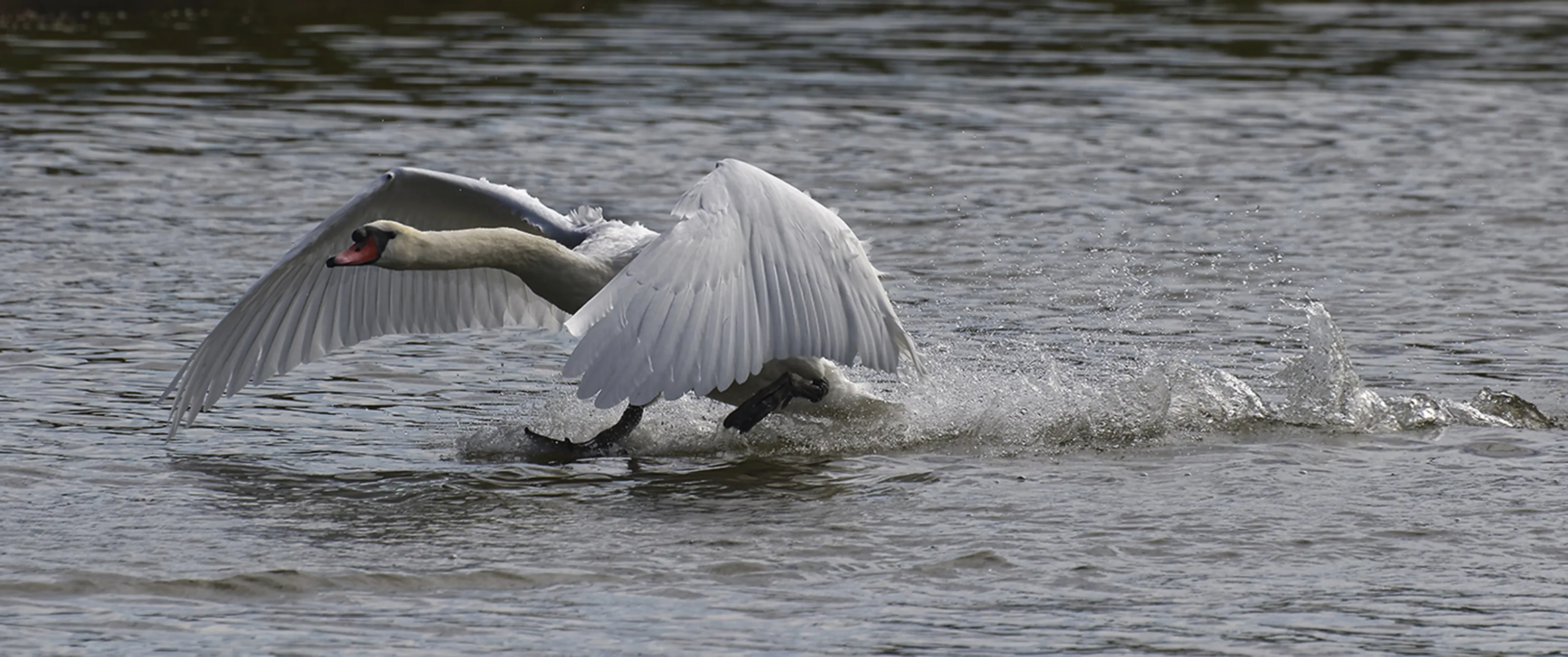 Coming into land