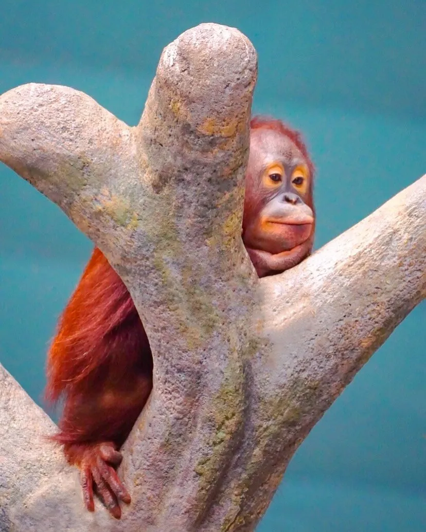 Orangutan 1