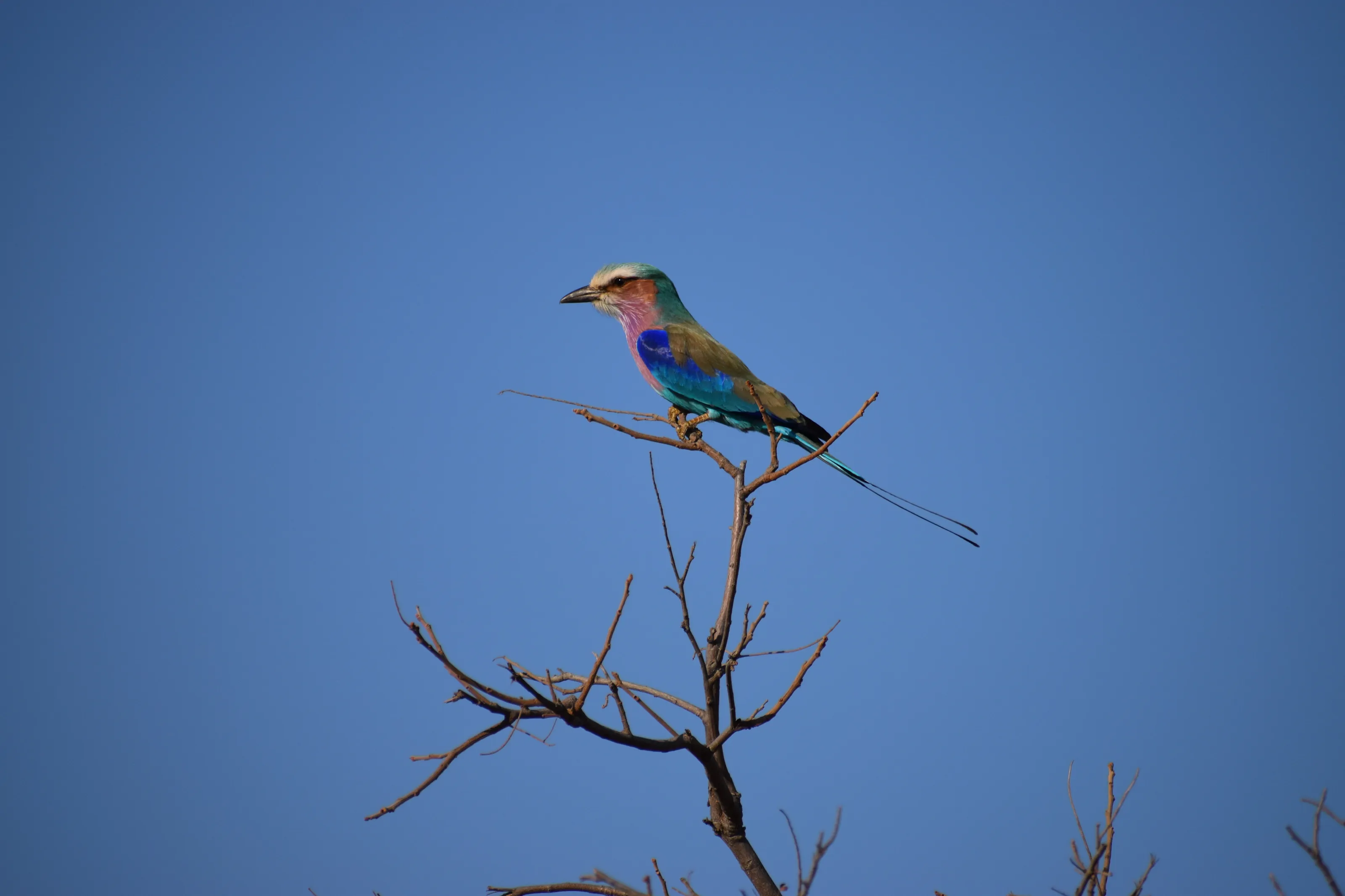 Lilac-breasted roller