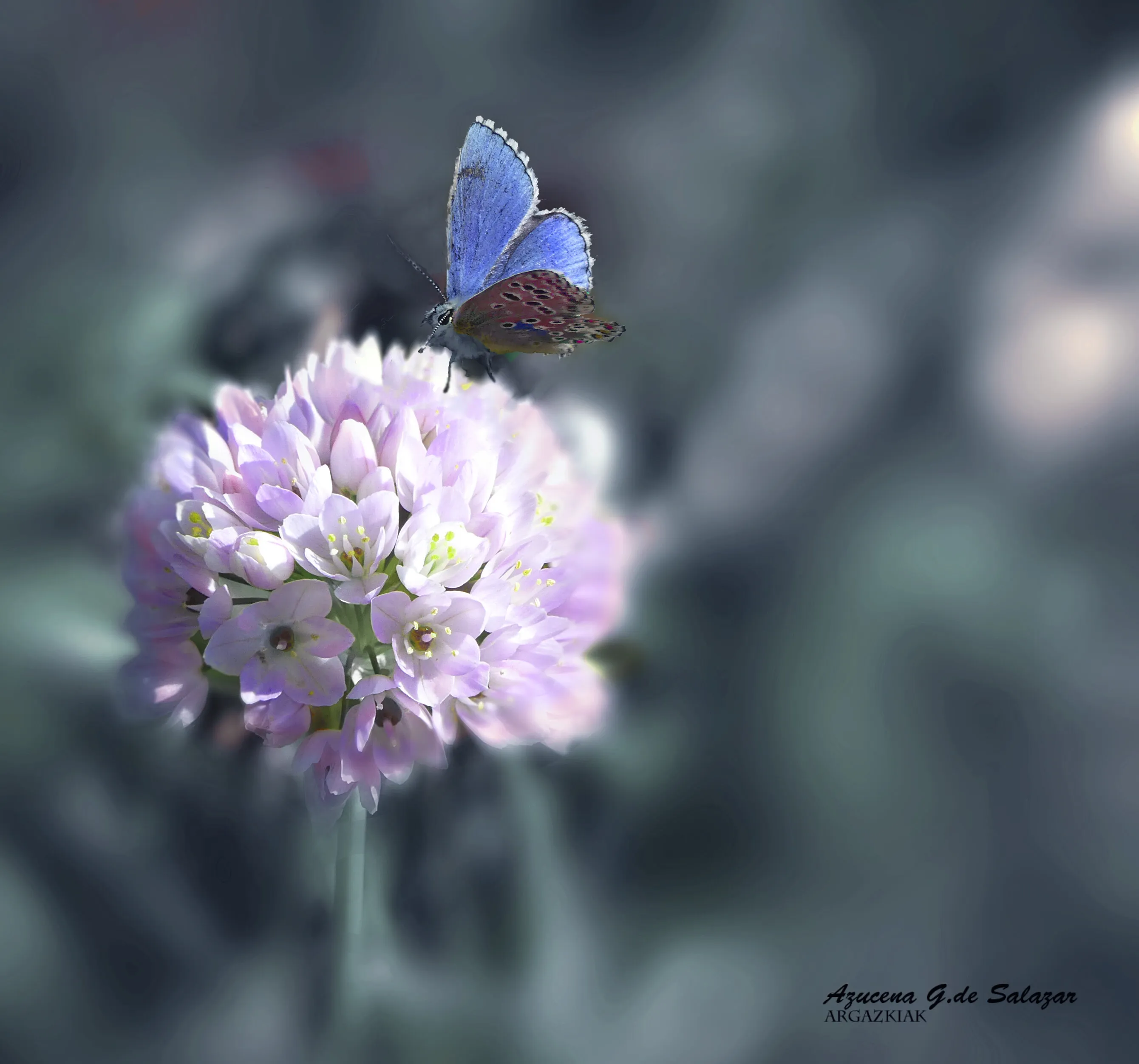 Mariposa