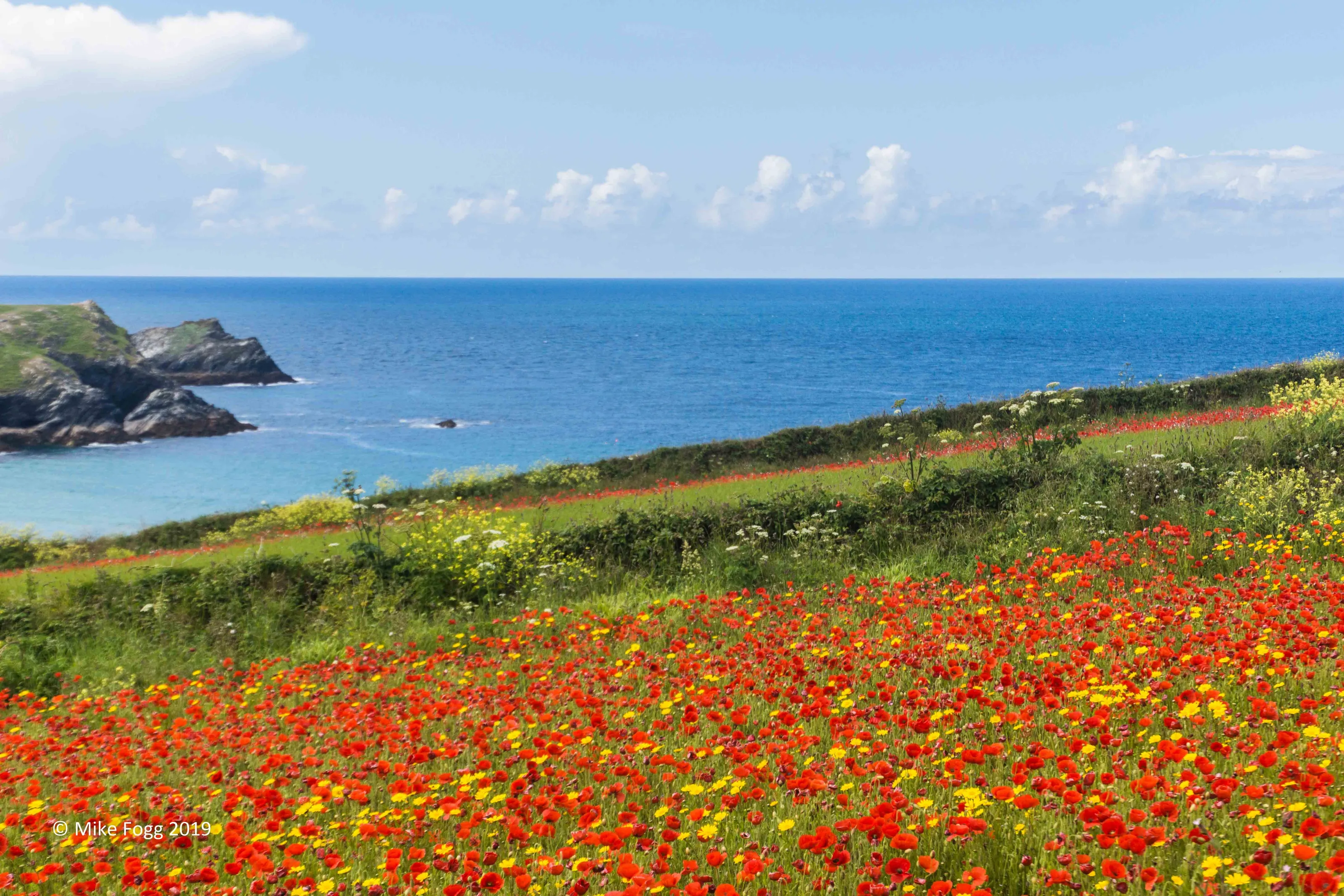 Poppyfield at Crantock in Cornwall