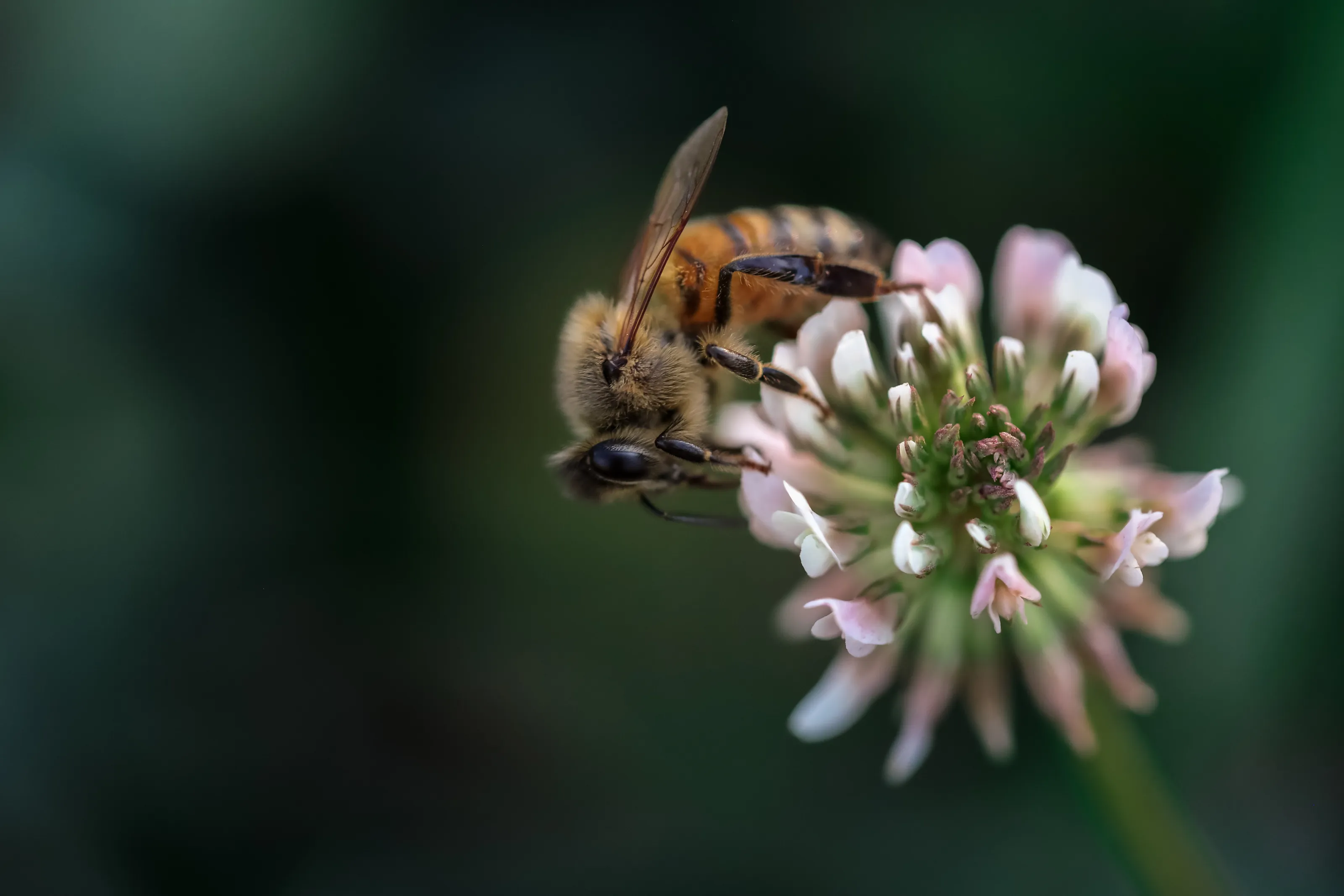 Bee At Work