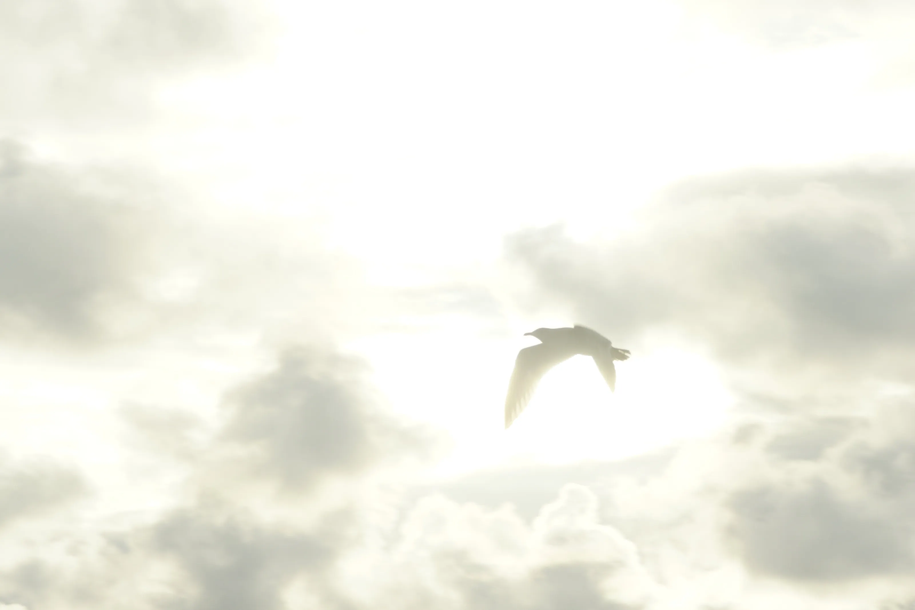 Light and Flight_March 2019