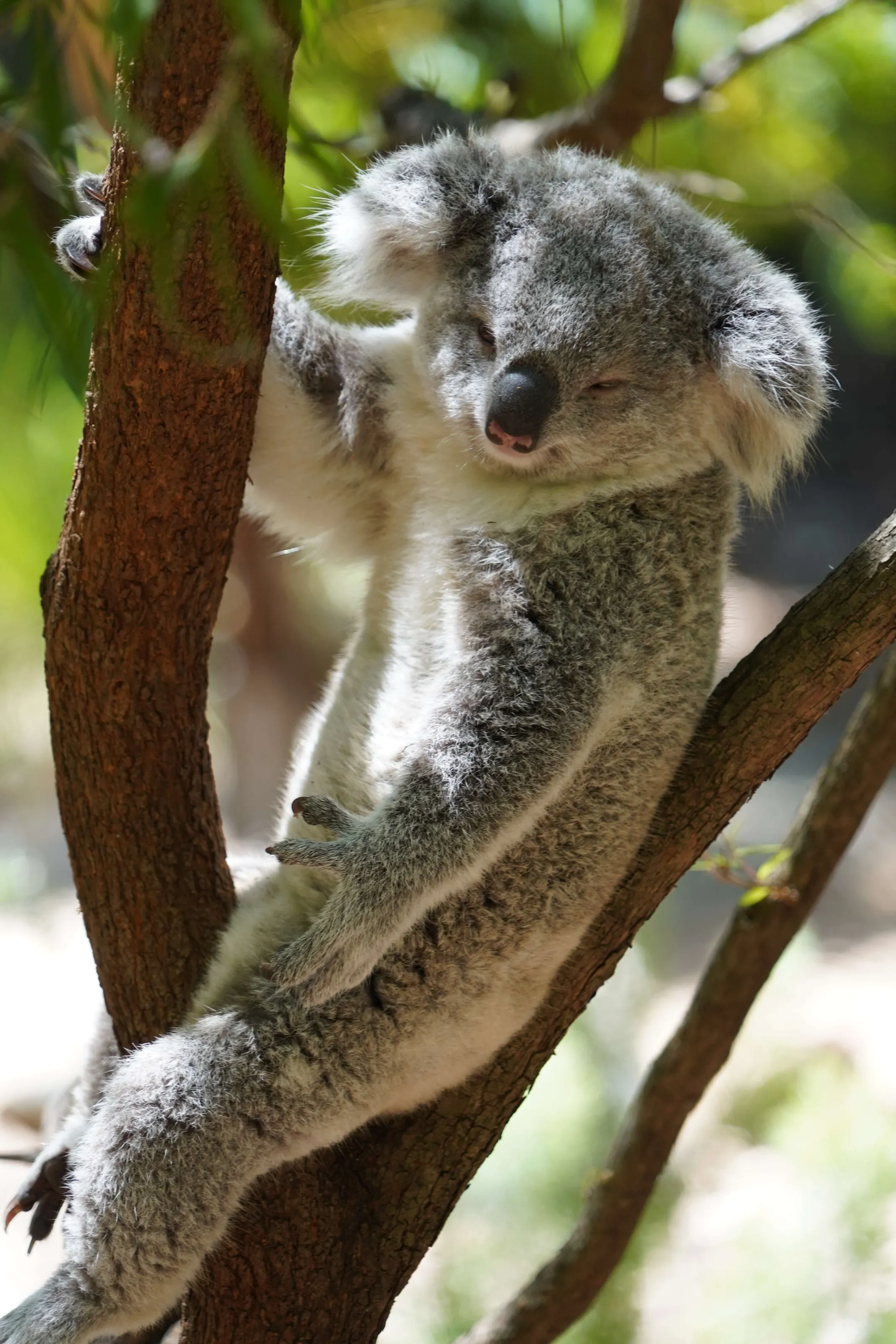 Sleepy Koala
