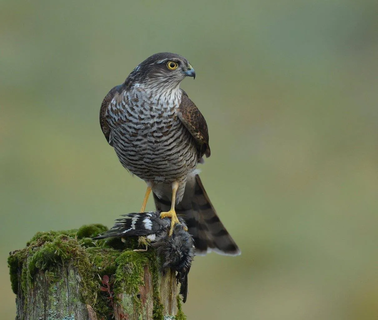 Sparrowhawk with Prey
