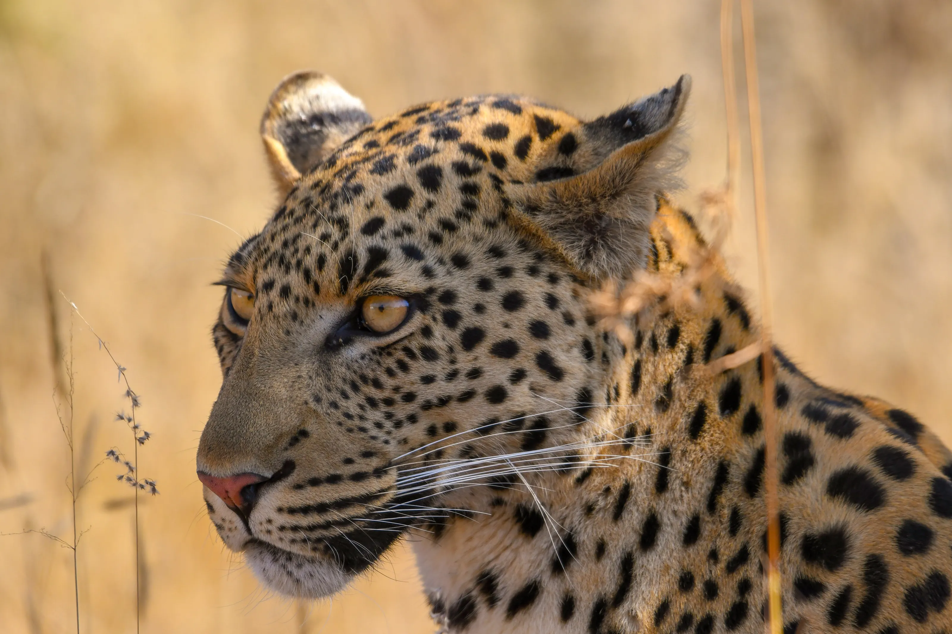 Big Cats in the wild