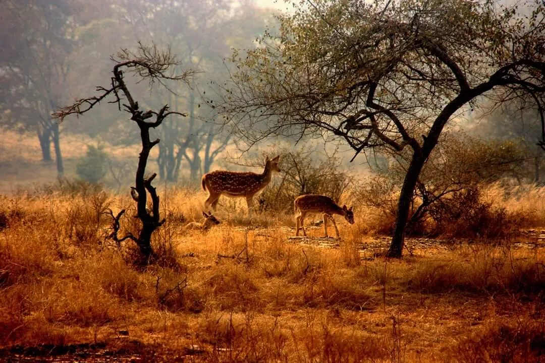 Ranthambore, Rajasthan,india