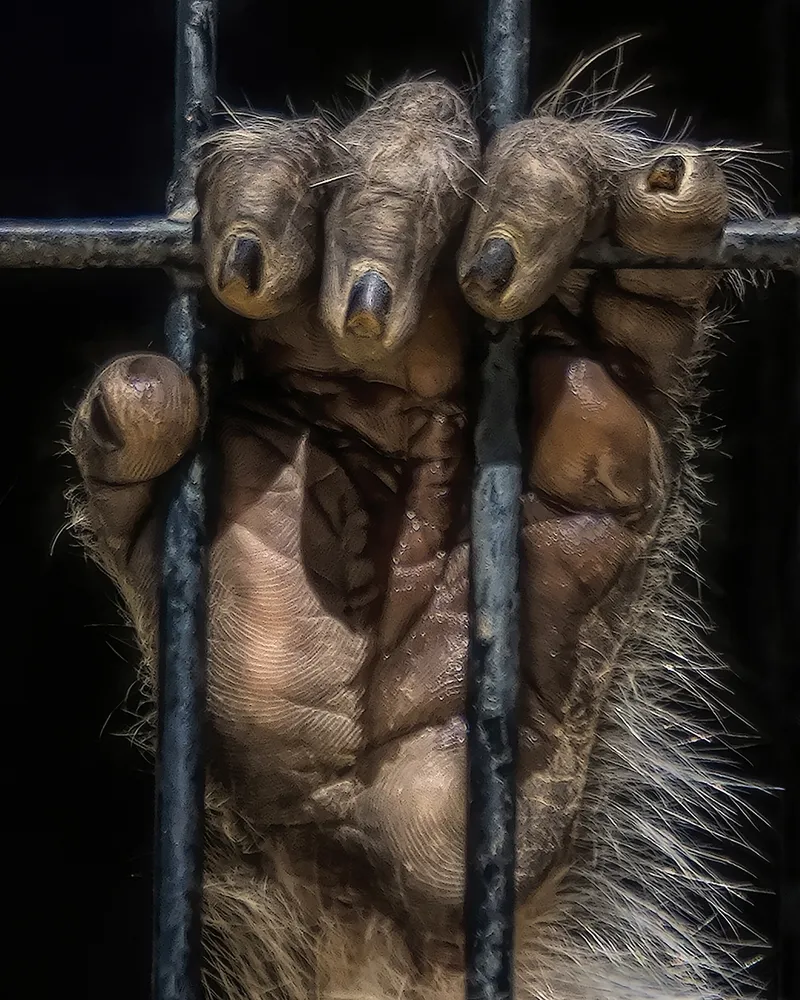 Caged
