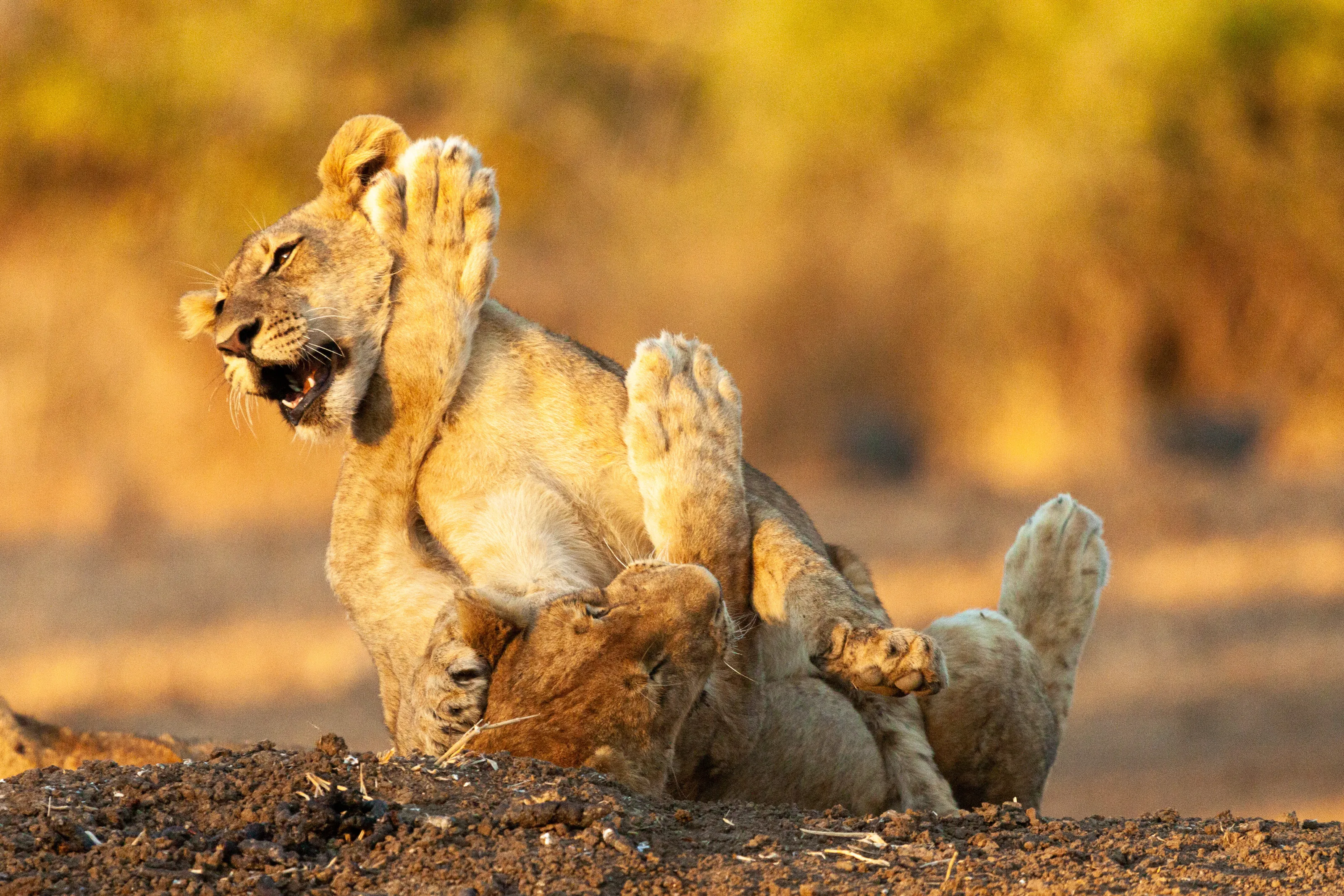 Playtime
