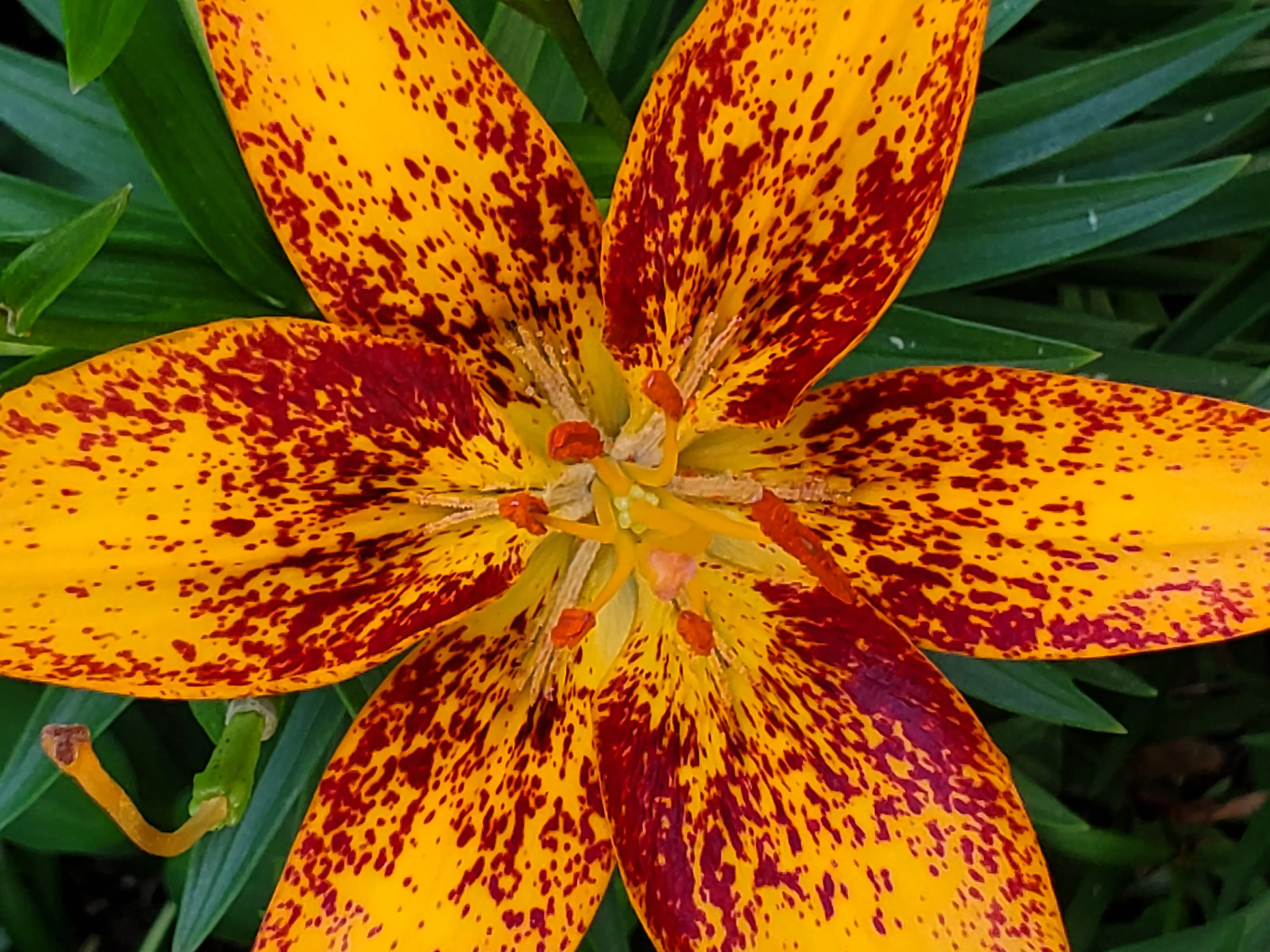 Lilly