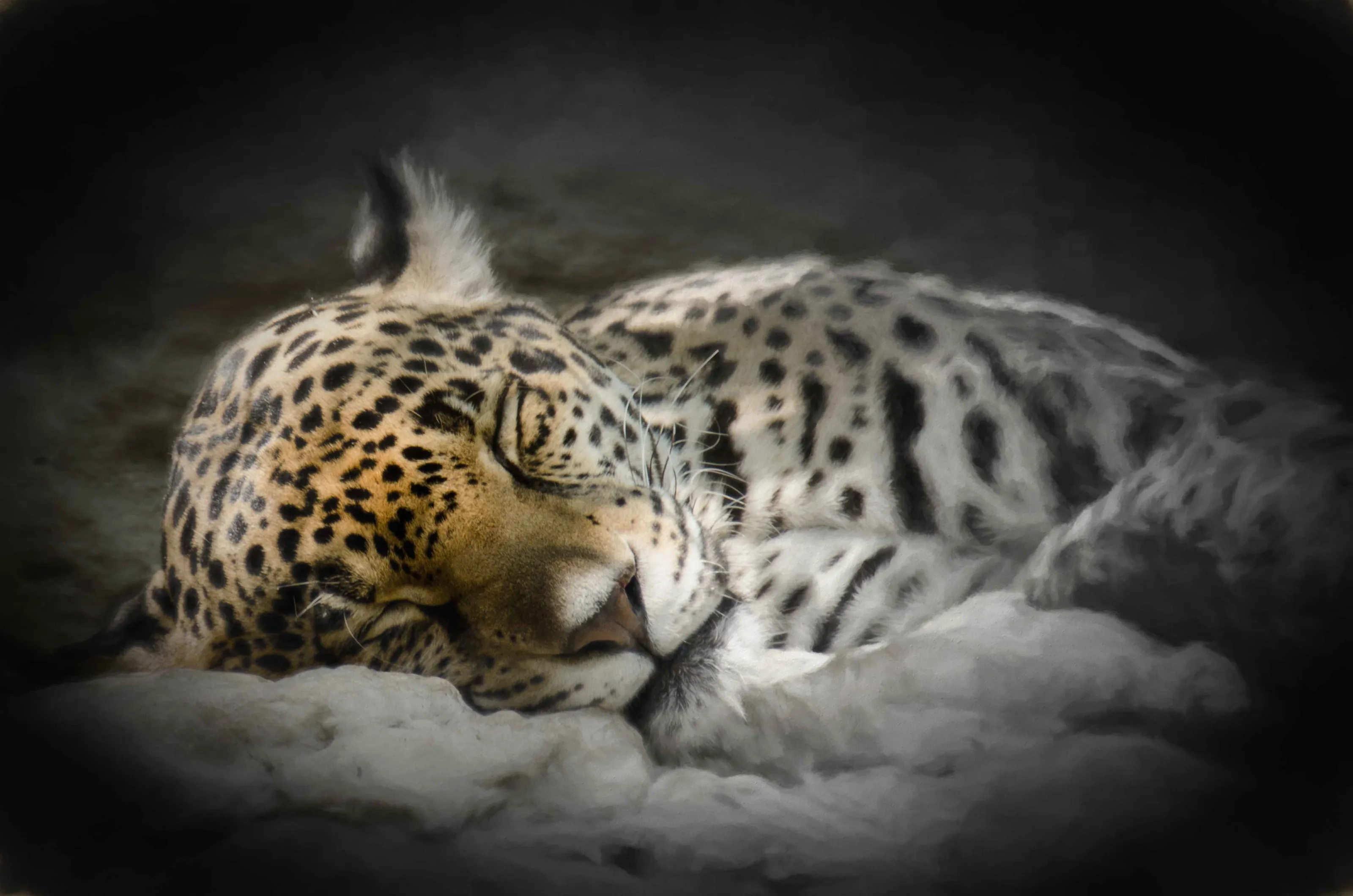 Tis To Dream