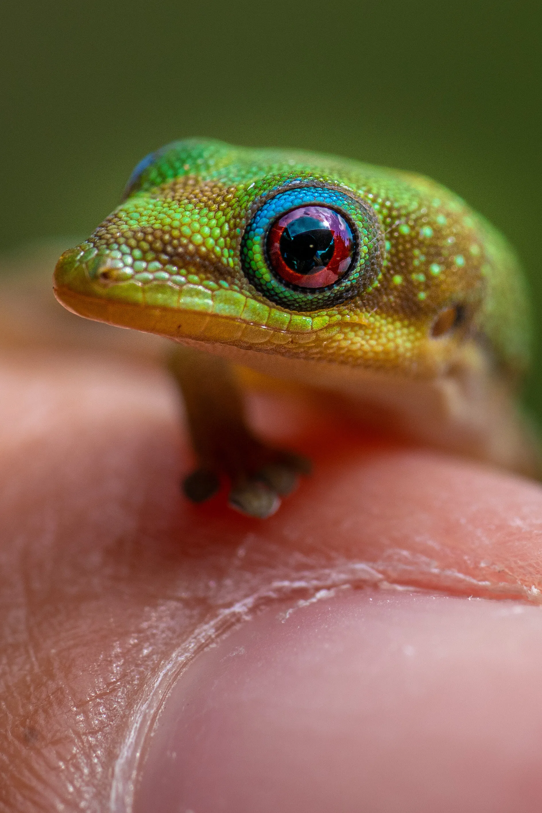 Teeniest Gecko Ever