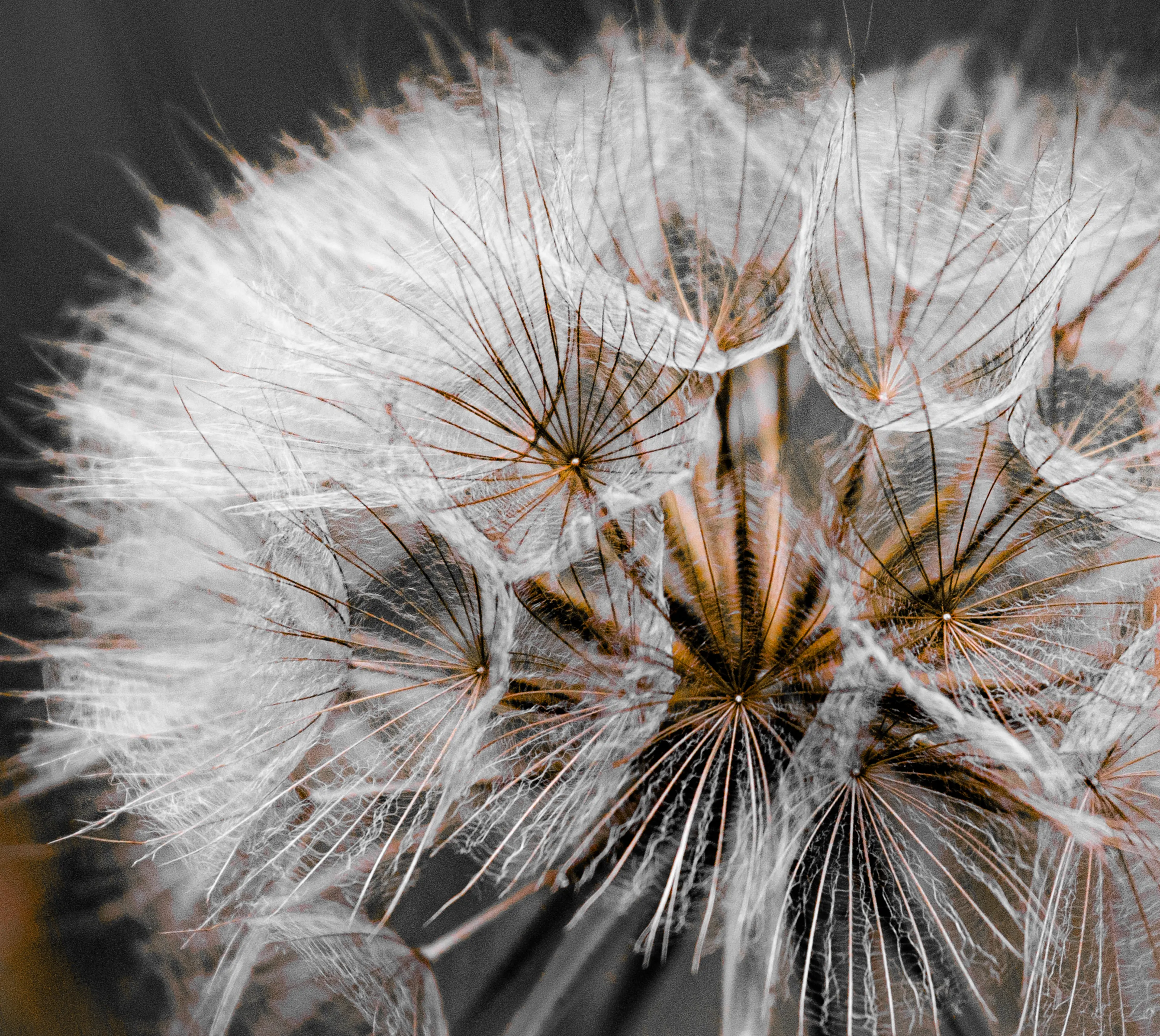 Fluffy