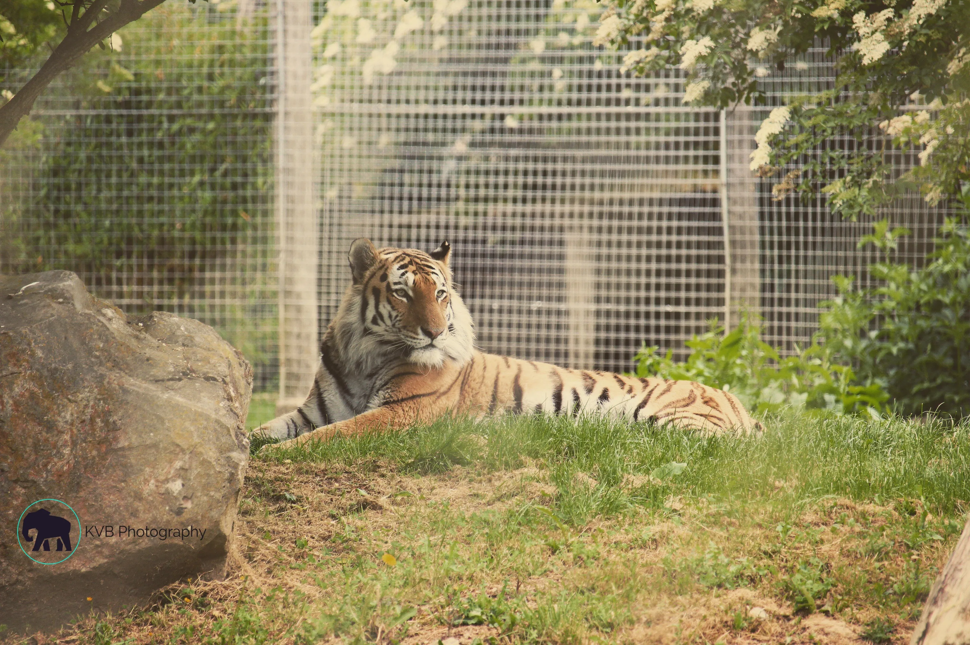 Amur Tiger lounging around.