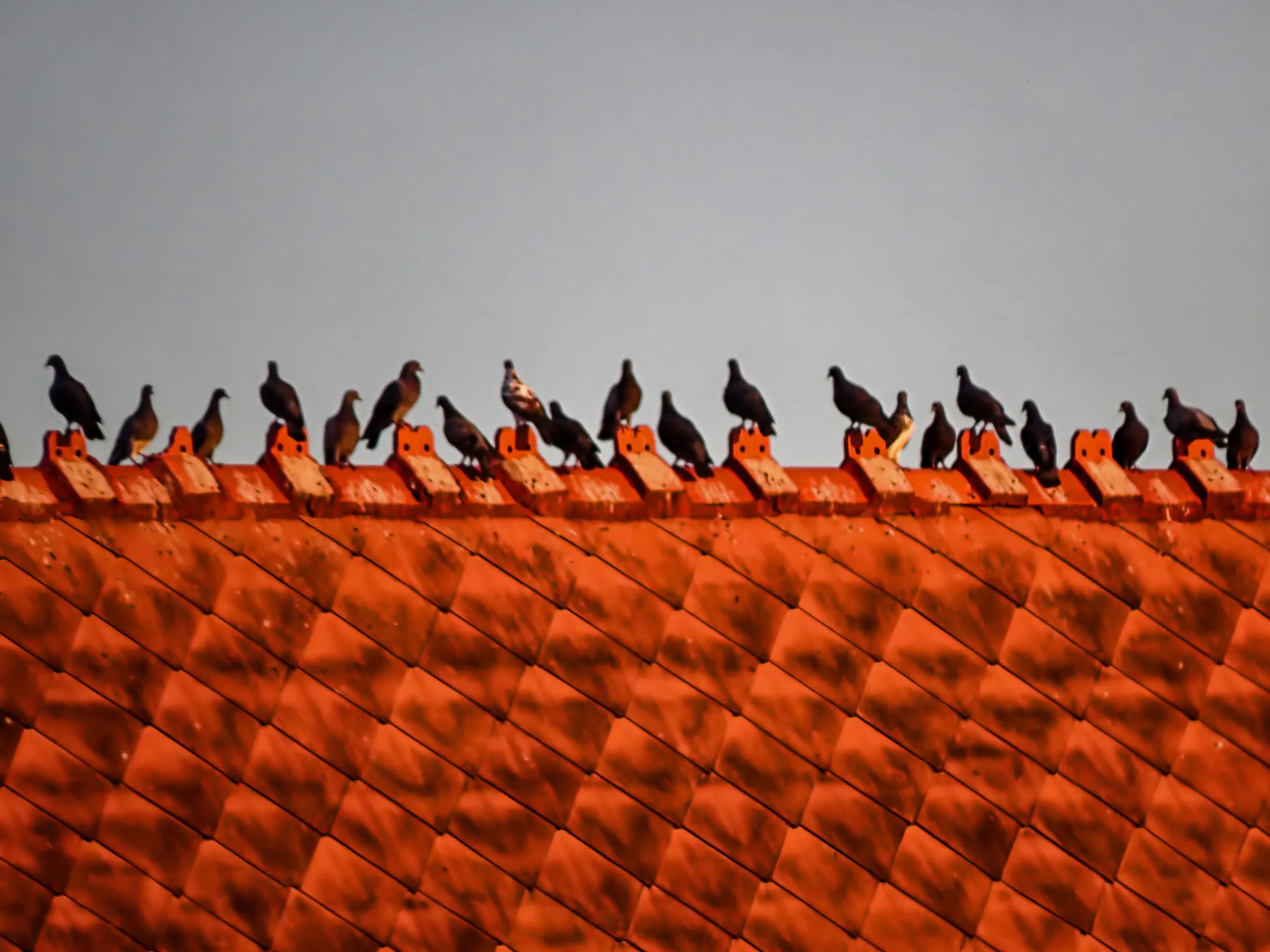 Red Roof