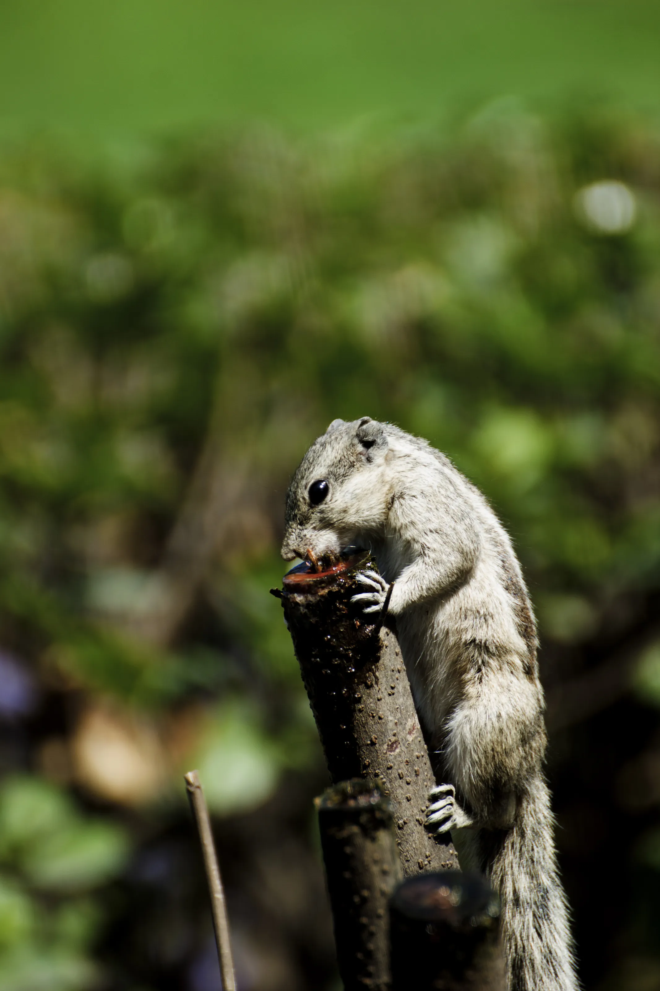 Squirrel drinking sap in the summers