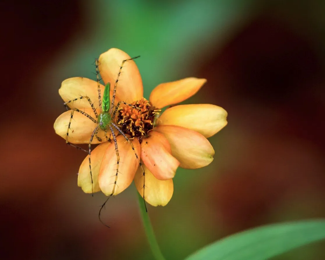 Green Lynx Spider on a Wildflower