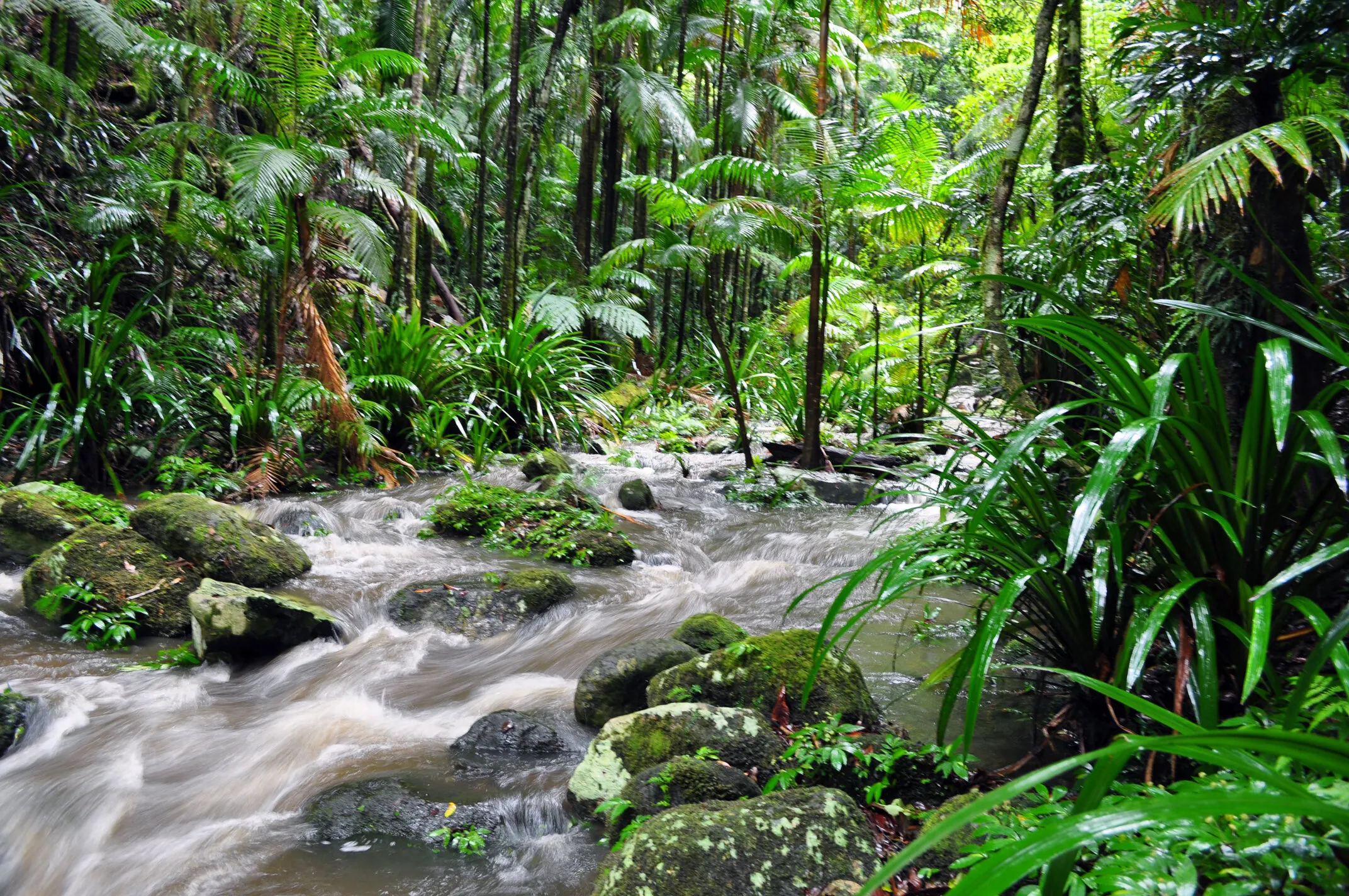 Forest Flow