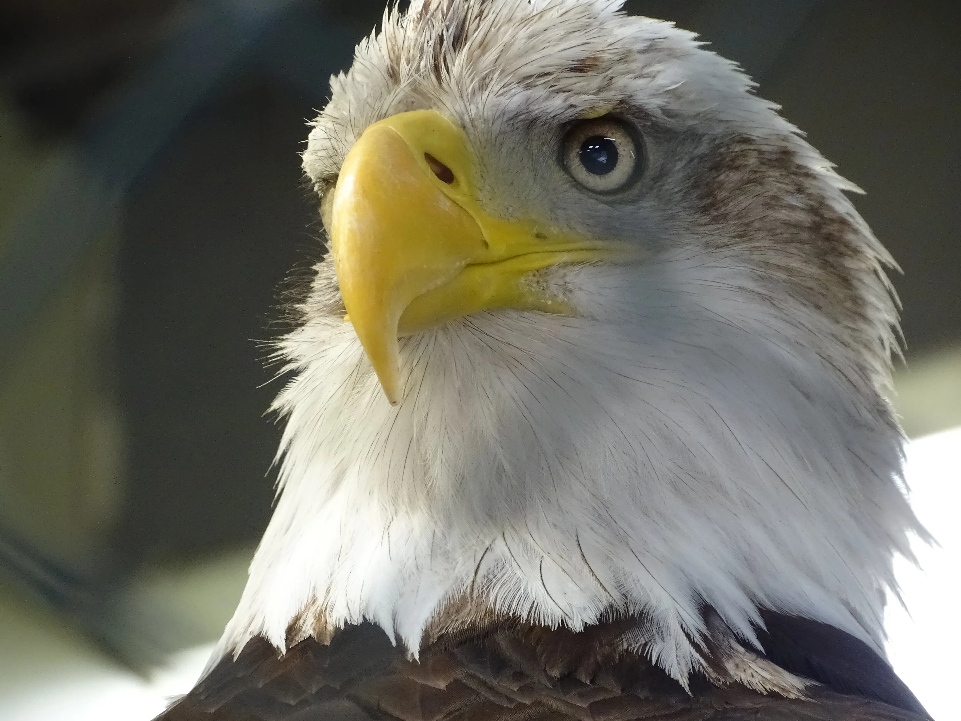 Eagle