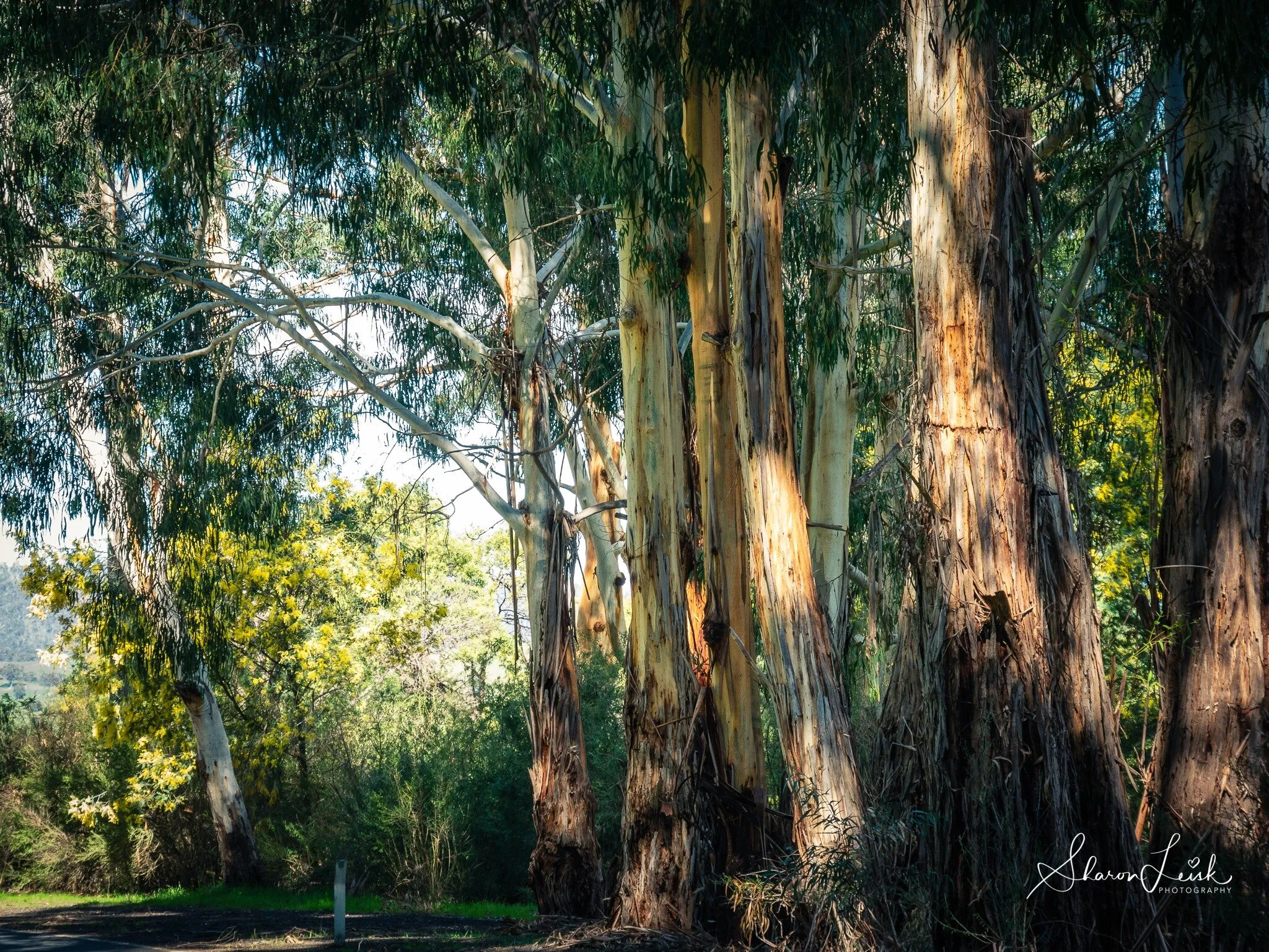 Australian version of a woodland