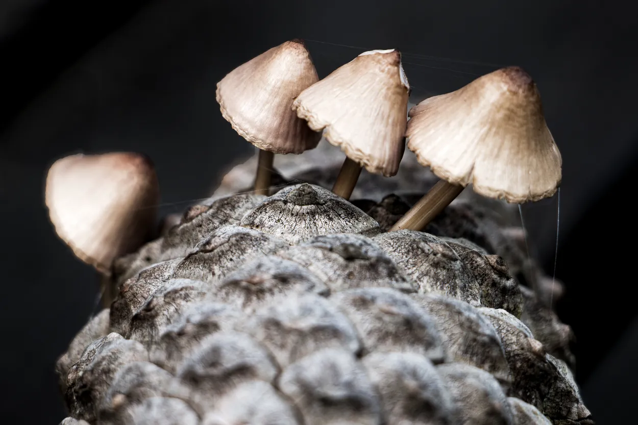 Entry 4664689