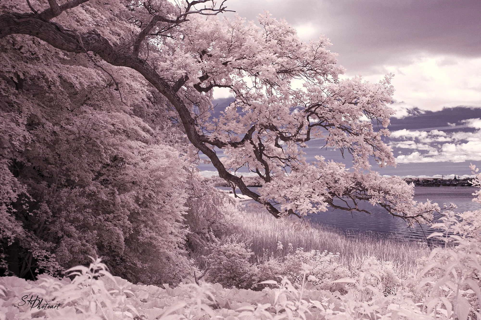 Banner image