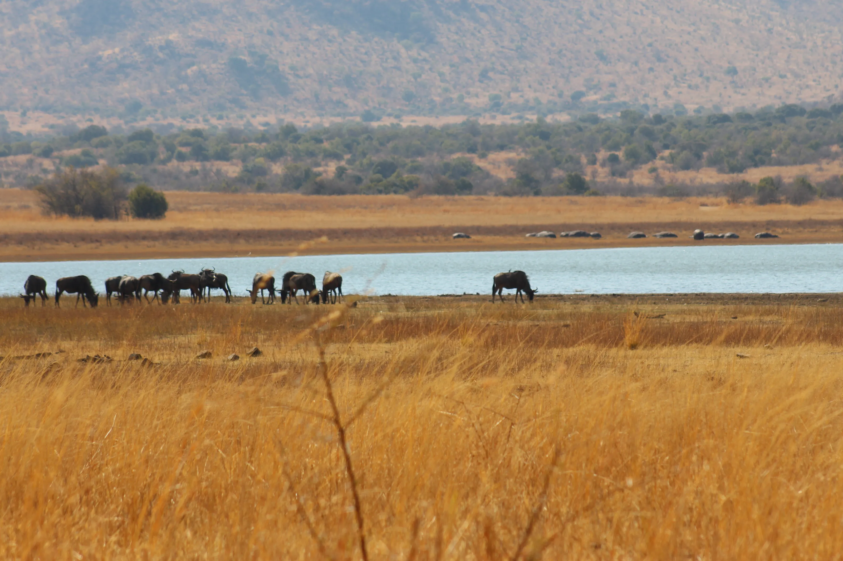 The Pilanesberg National Park