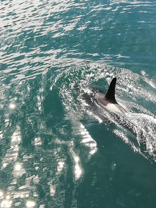 Orca In Alaska