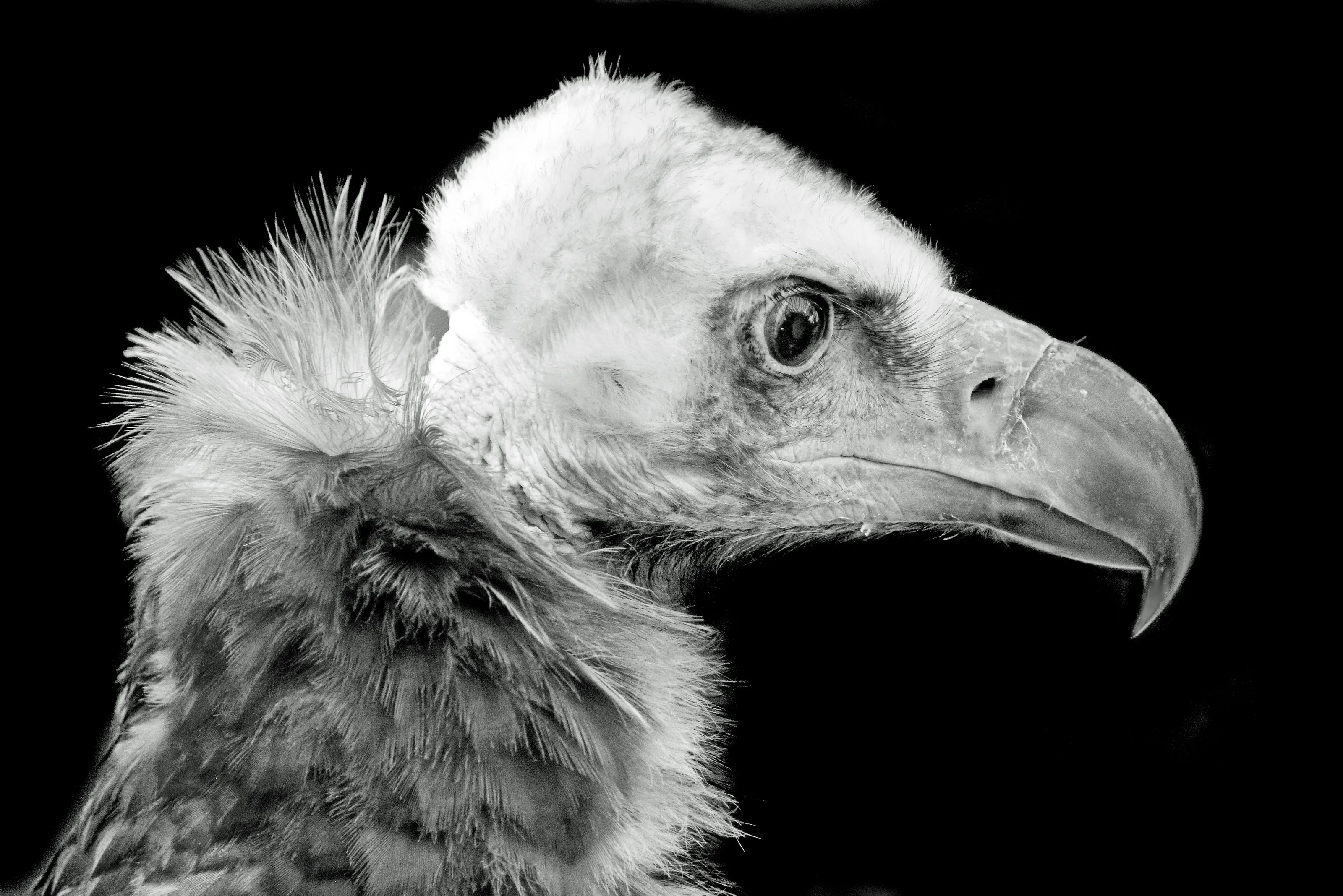 Vautour fauve (Gyps fulvus)
